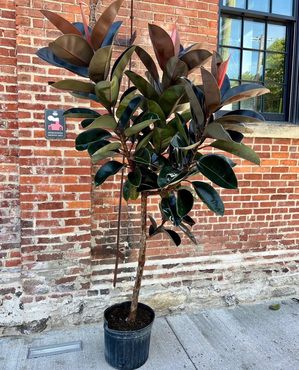 Ficus Melany Tree Form Single Stem, Rubber Tree - Image 3