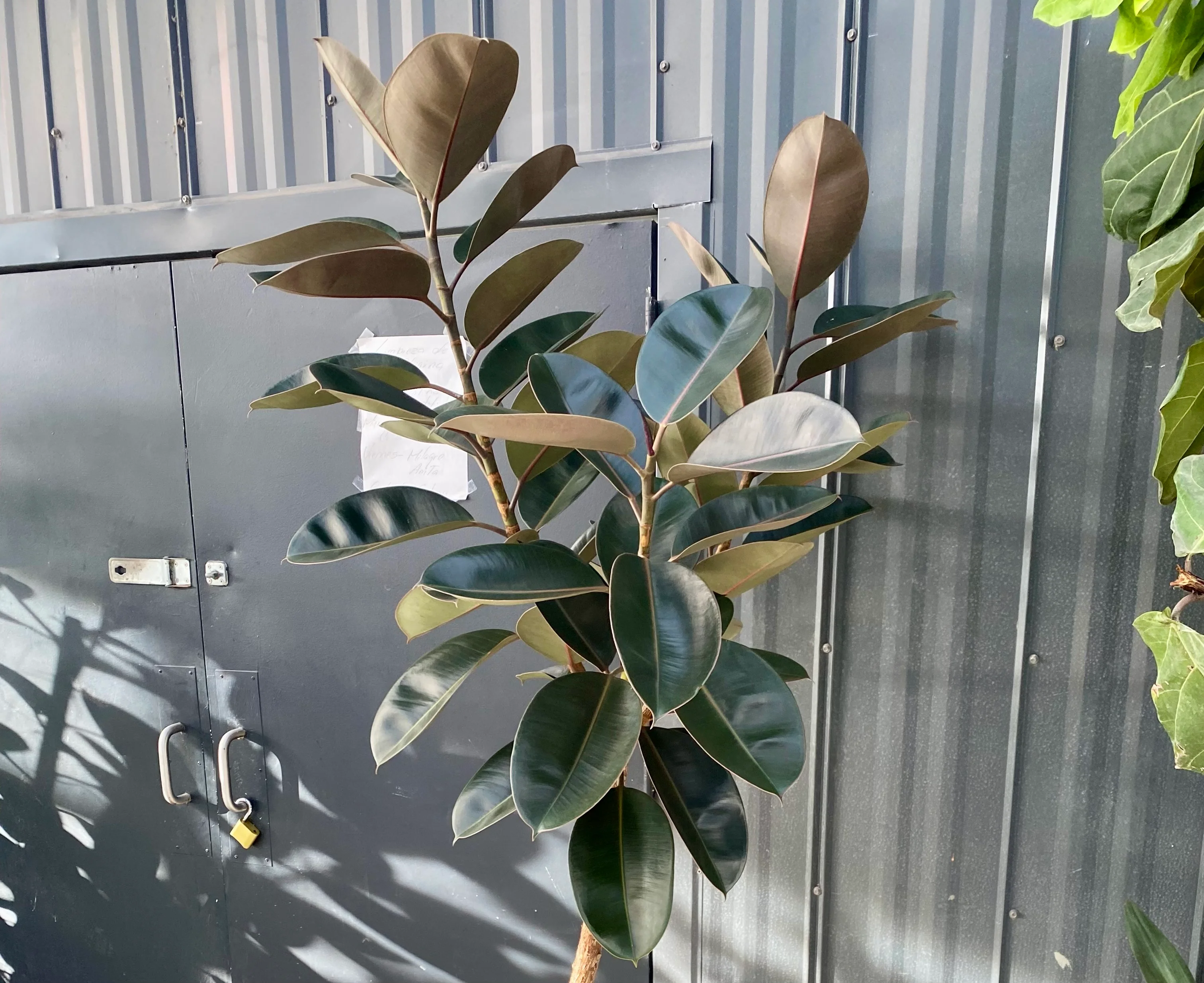 Ficus Melany Tree Form Single Stem, Rubber Tree - Image 4