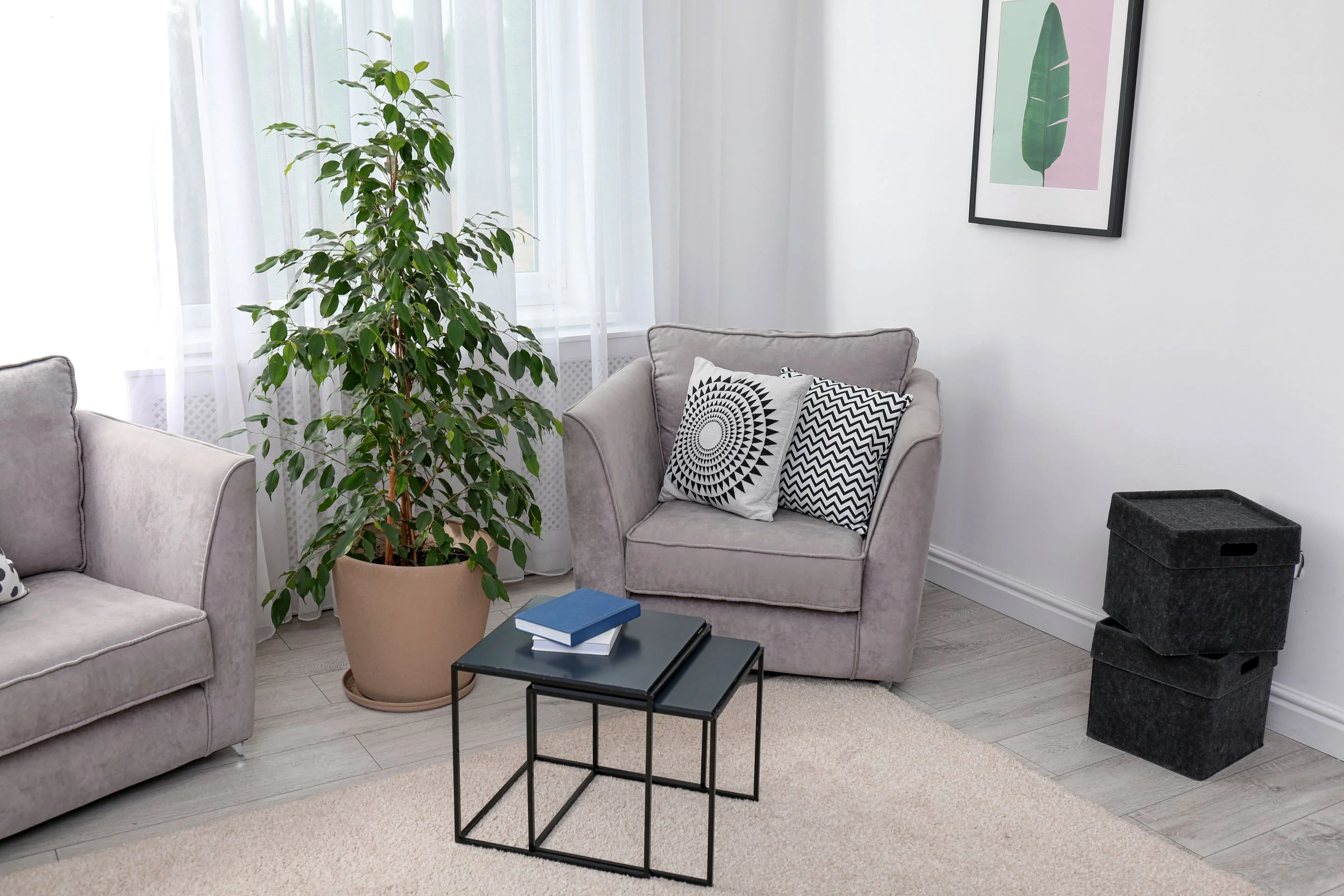 Ficus Moclame Bush, Ficus Microcarpa Daniella