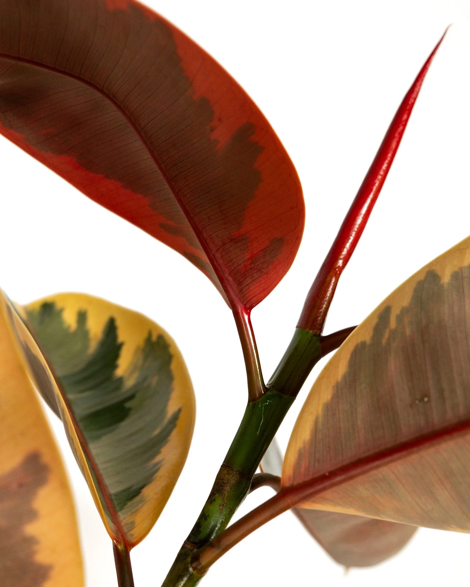 Ficus Ruby Tree Form Multibranch, Rubber Tree - Image 3