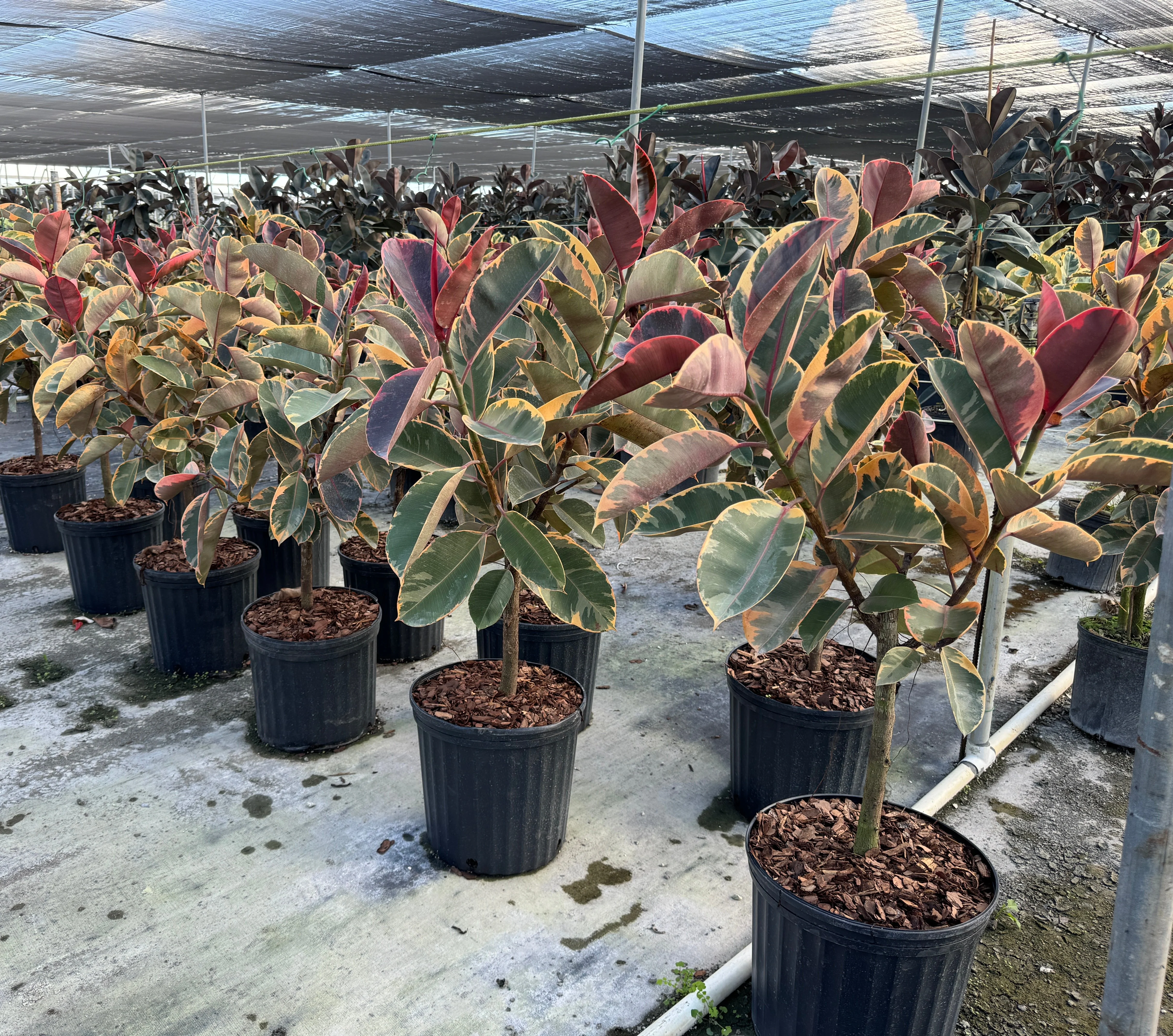 Ficus Ruby Tree Form Multibranch, Rubber Tree - Image 6