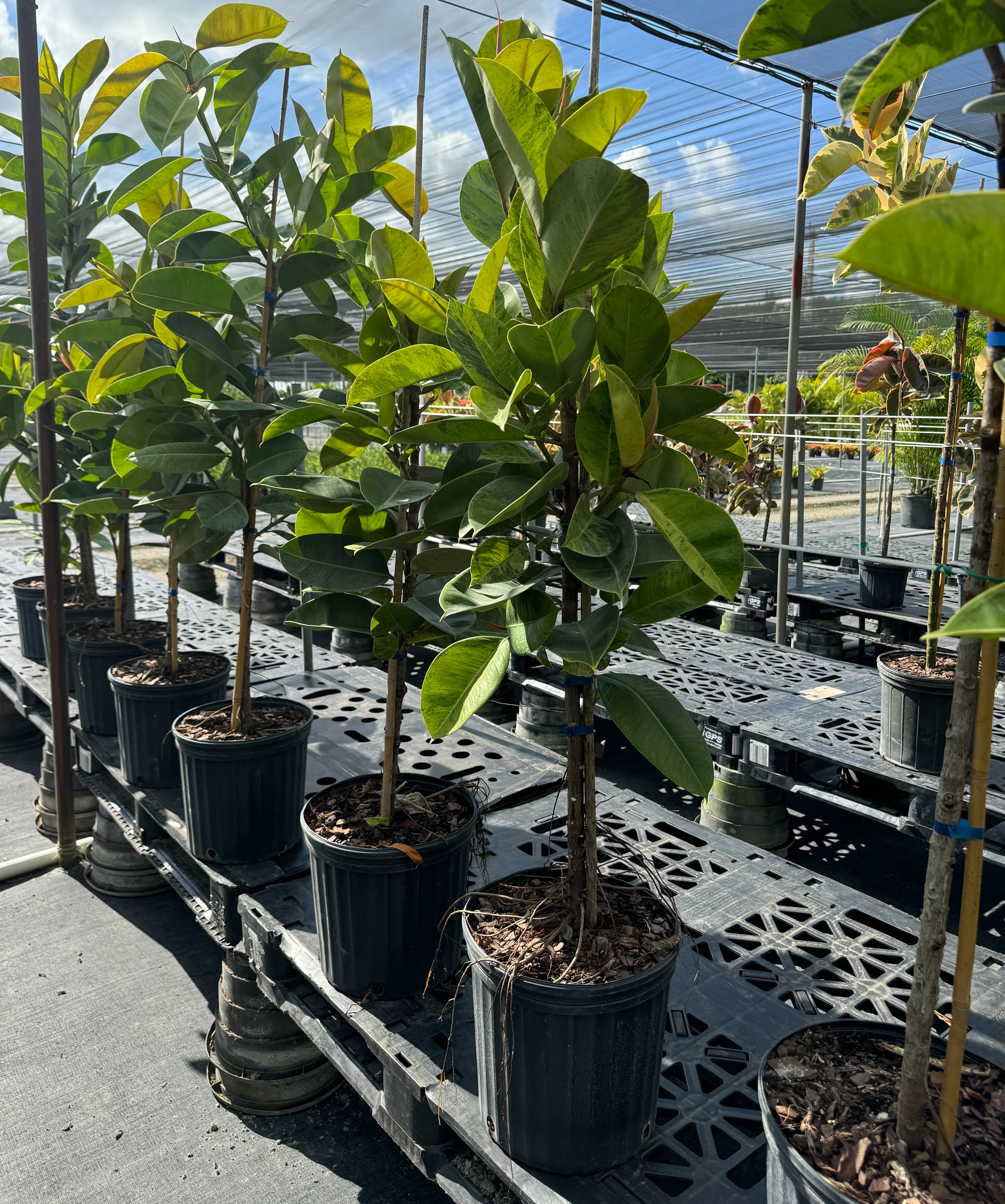 Ficus Shivereana Tree Form Single Stem, Moonshine Ficus - Image 2