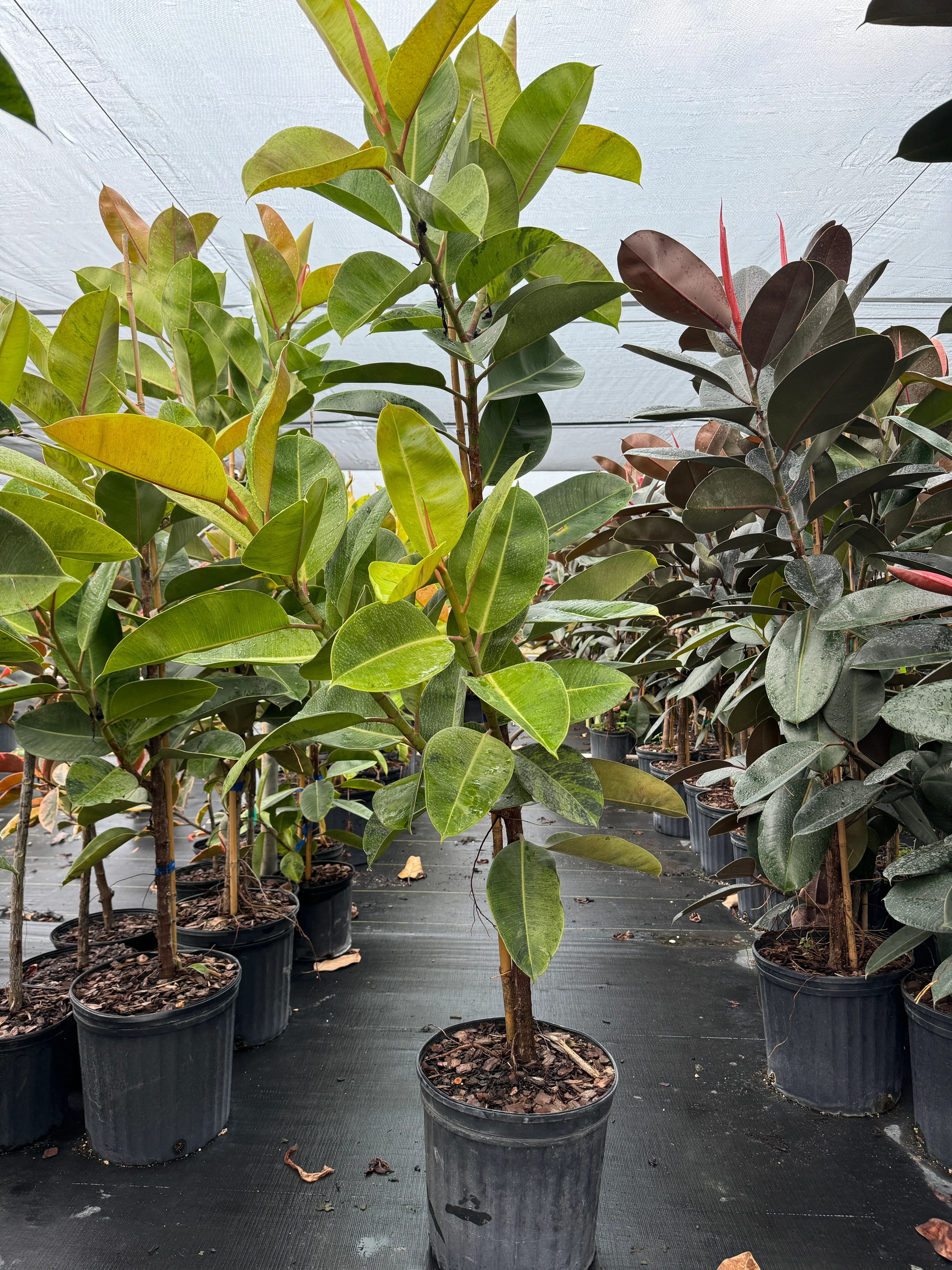 Ficus Shivereana Tree Form Single Stem, Moonshine Ficus - Image 3