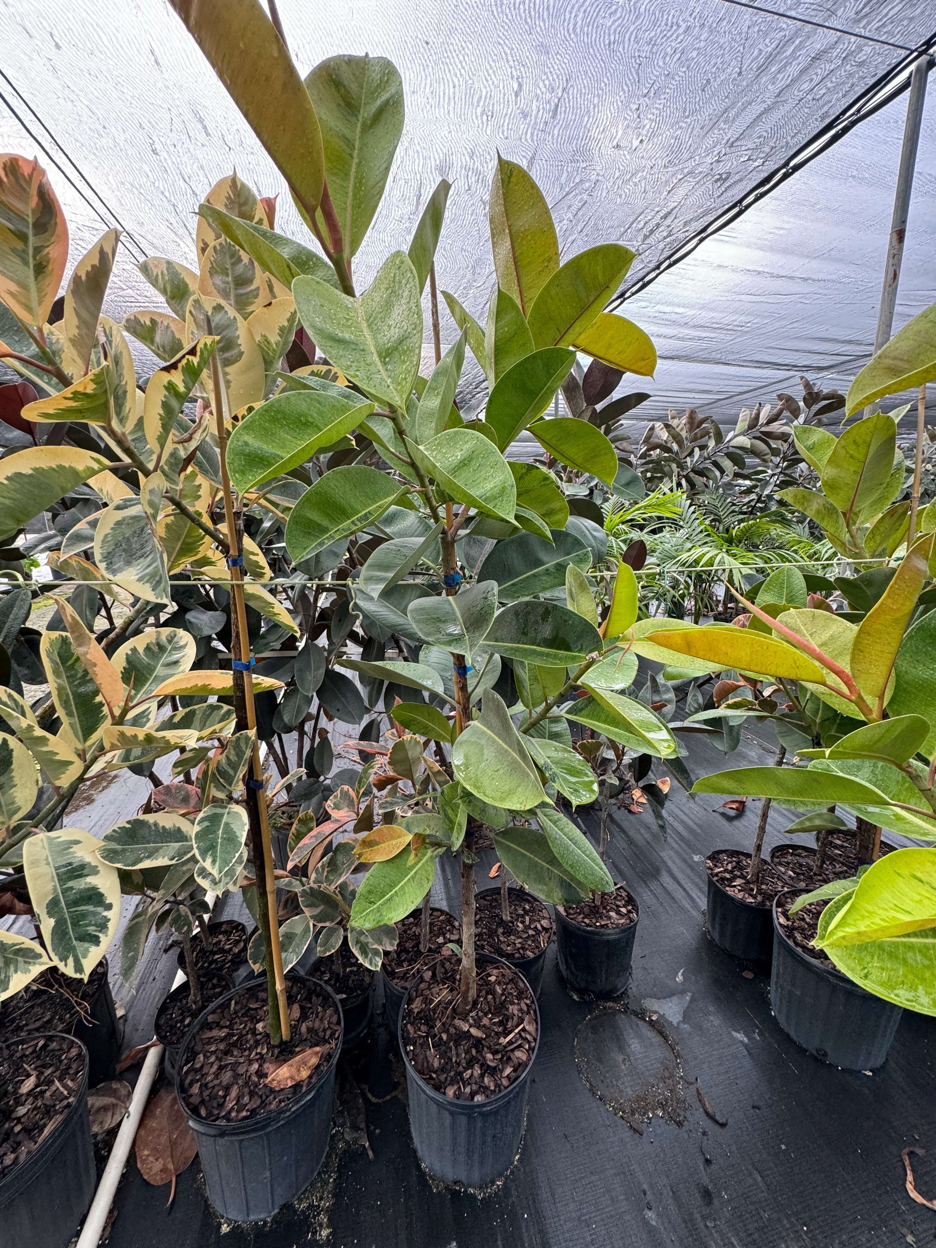 Ficus Shivereana Tree Form Single Stem, Moonshine Ficus - Image 5