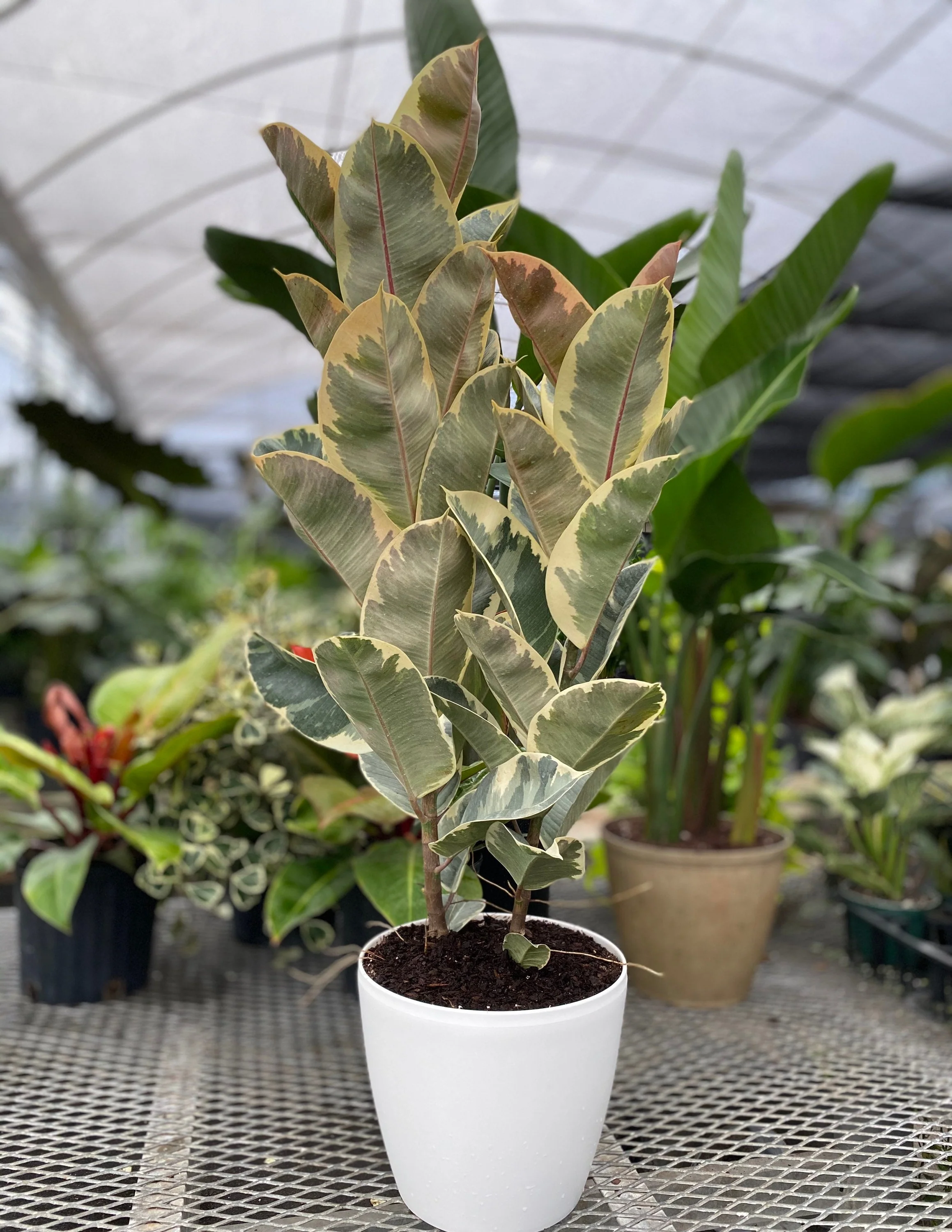 Ficus Tineke Tree Form Multi Branch Single Stem, Variegated Rubber Tree - Image 5