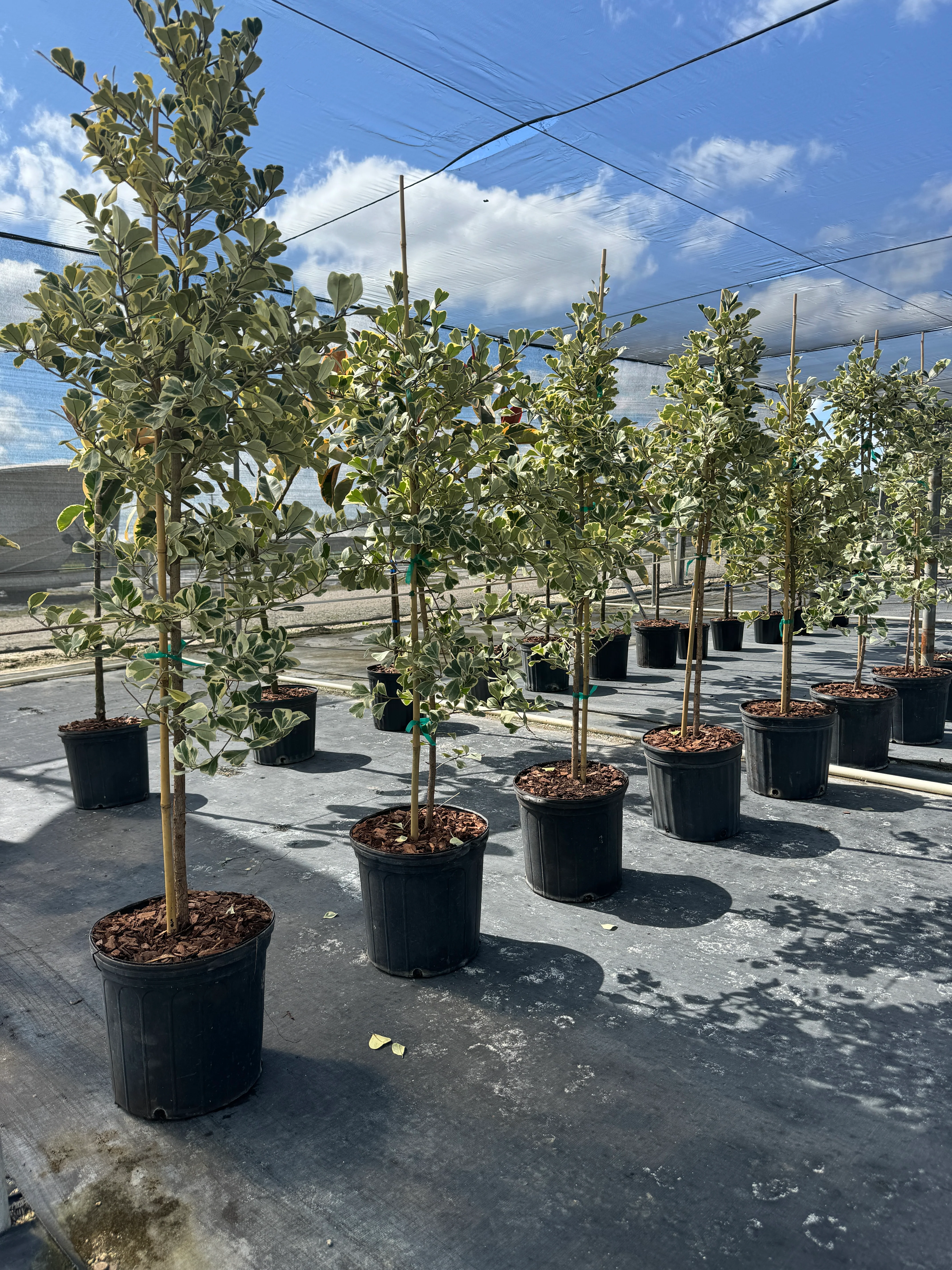Ficus Triangularis Tree Form Single Stem, Variegated Tree - Image 4