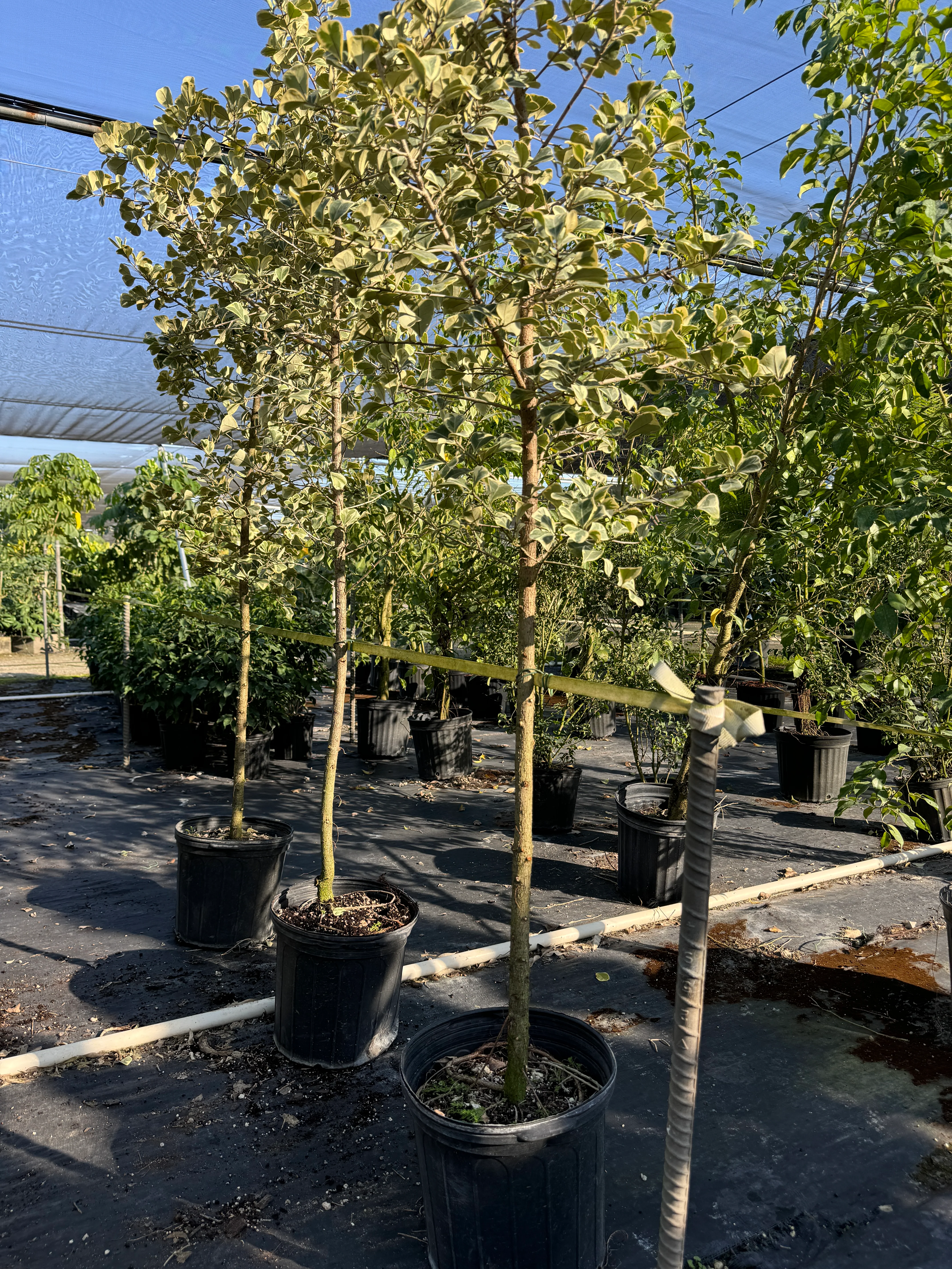 Ficus Triangularis Tree Form Single Stem, Variegated Tree - Image 6