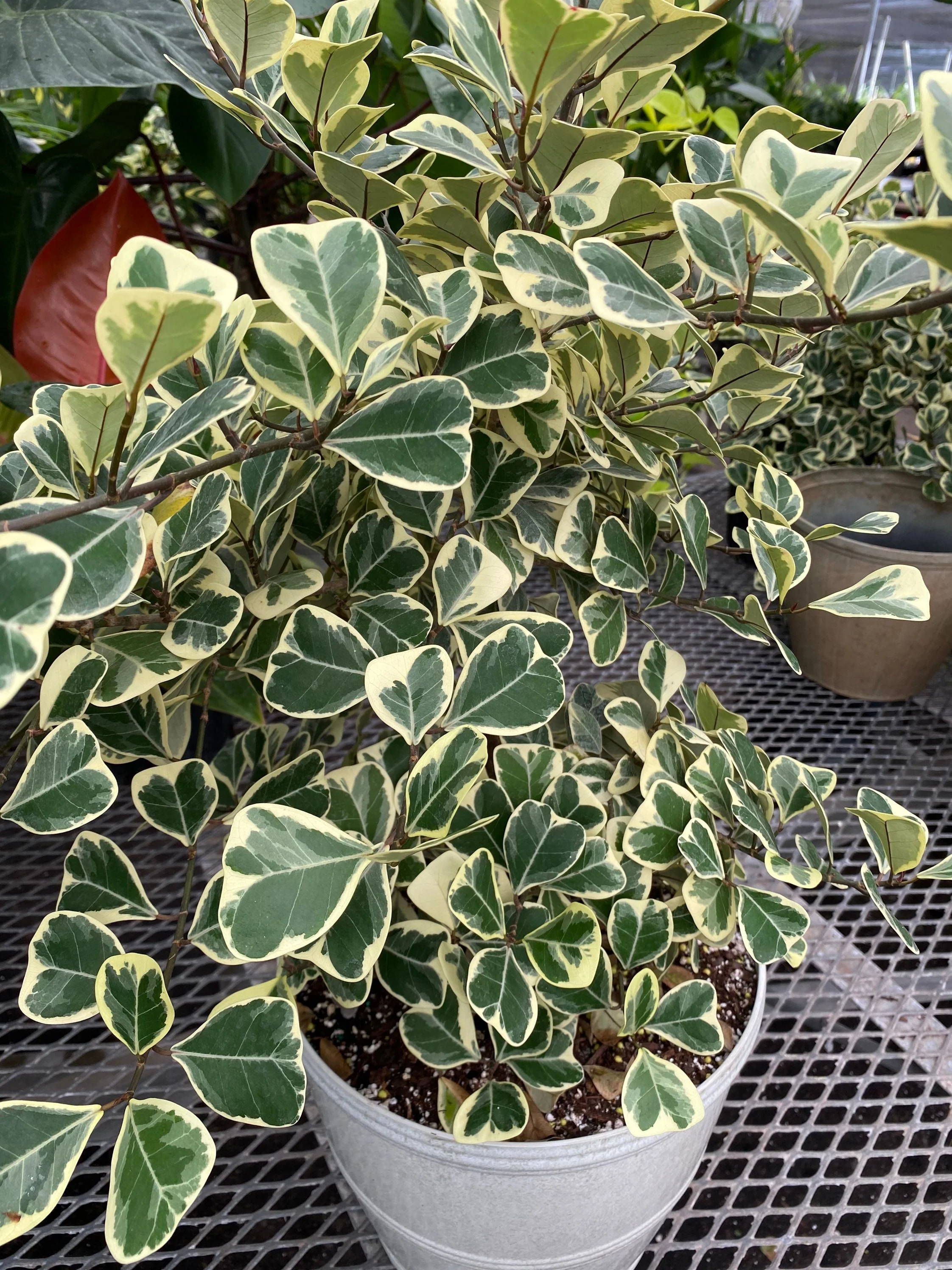 Ficus Triangularis Variegata, Bush Form Live Tropical Plant - Image 5