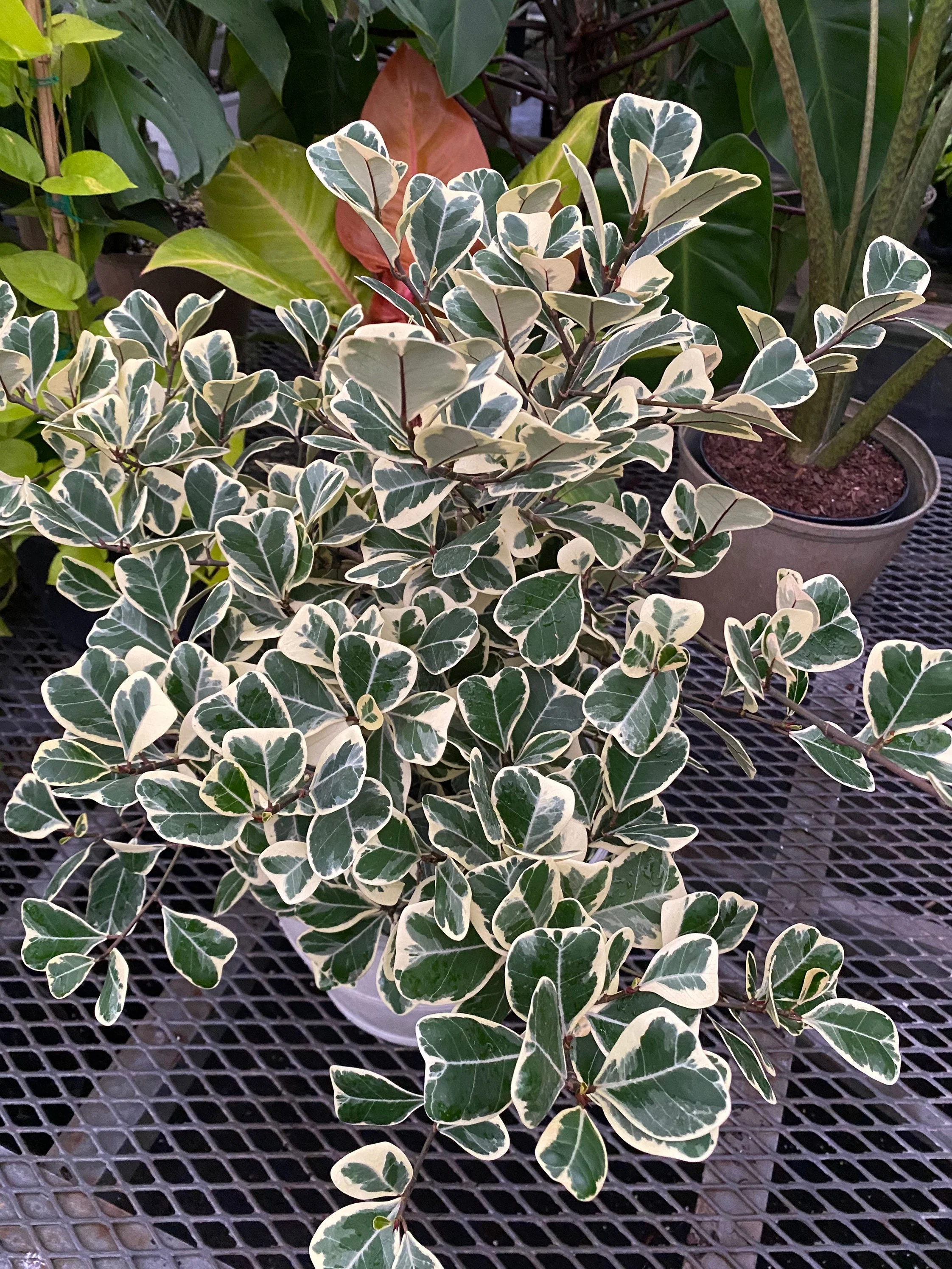 Ficus Triangularis Variegata, Bush Form Live Tropical Plant - Image 9