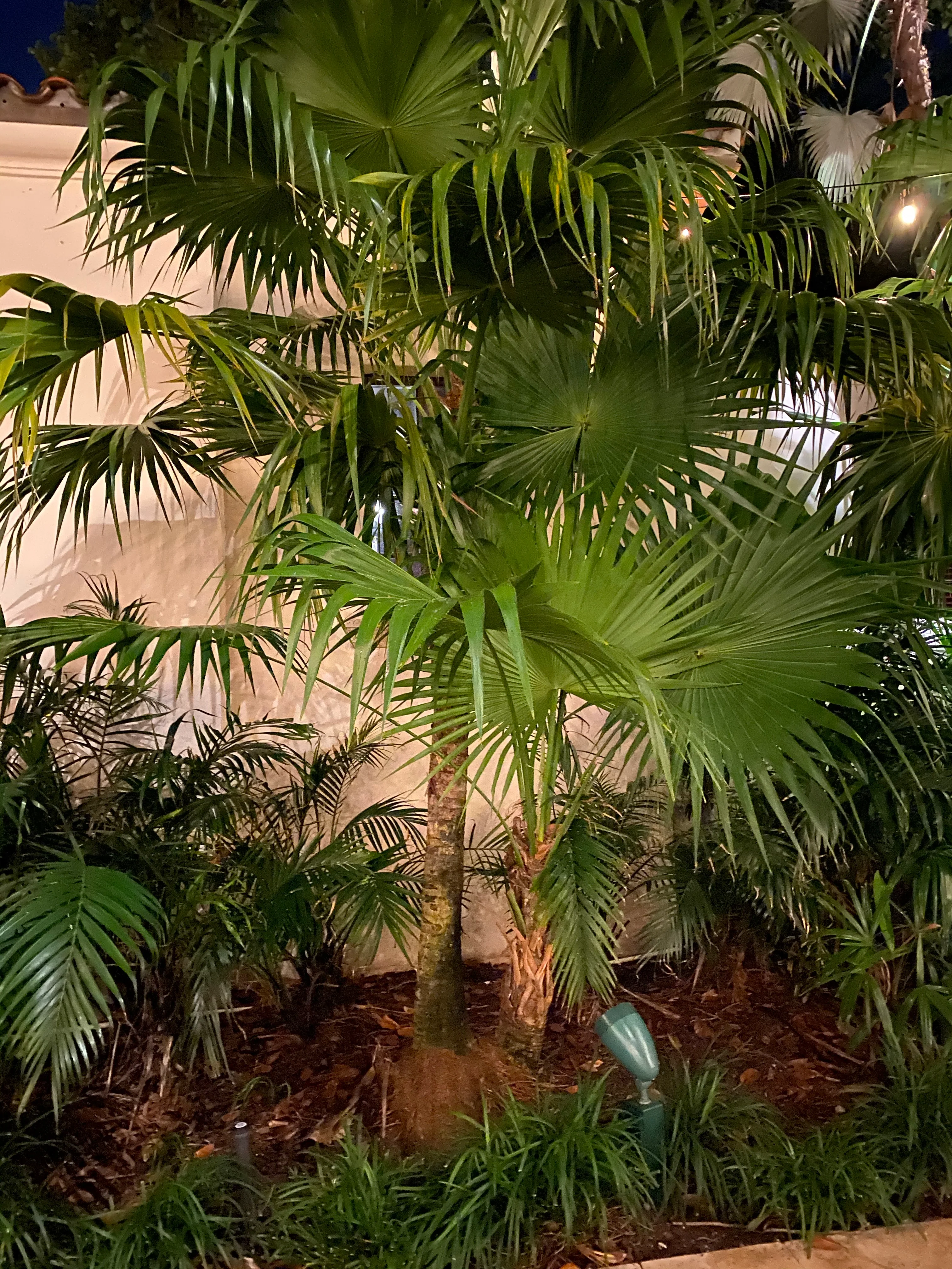 Florida Thatch Palm, Thrinax Radiata - Image 4