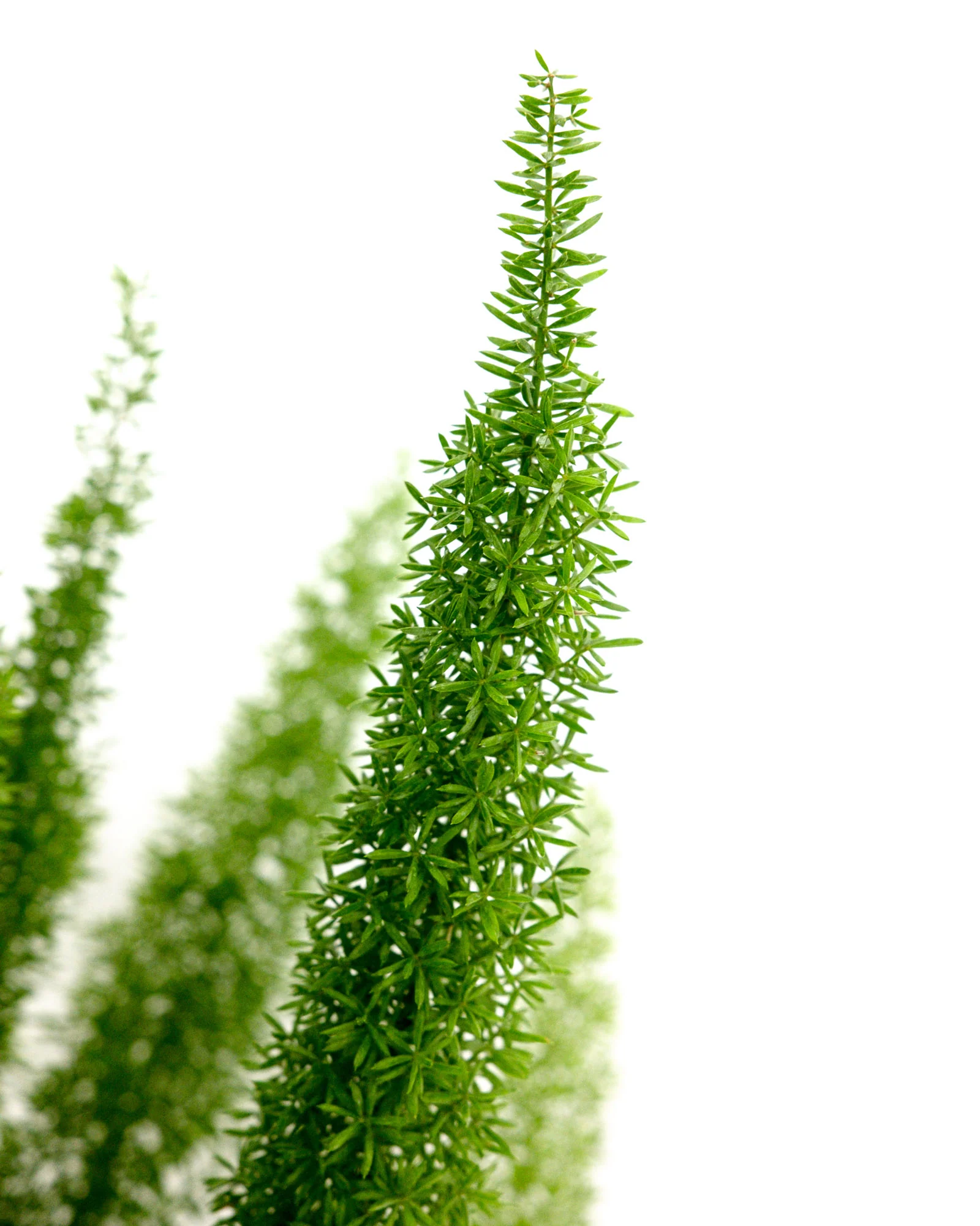 Foxtail Fern, Asparagus Fern - Image 4