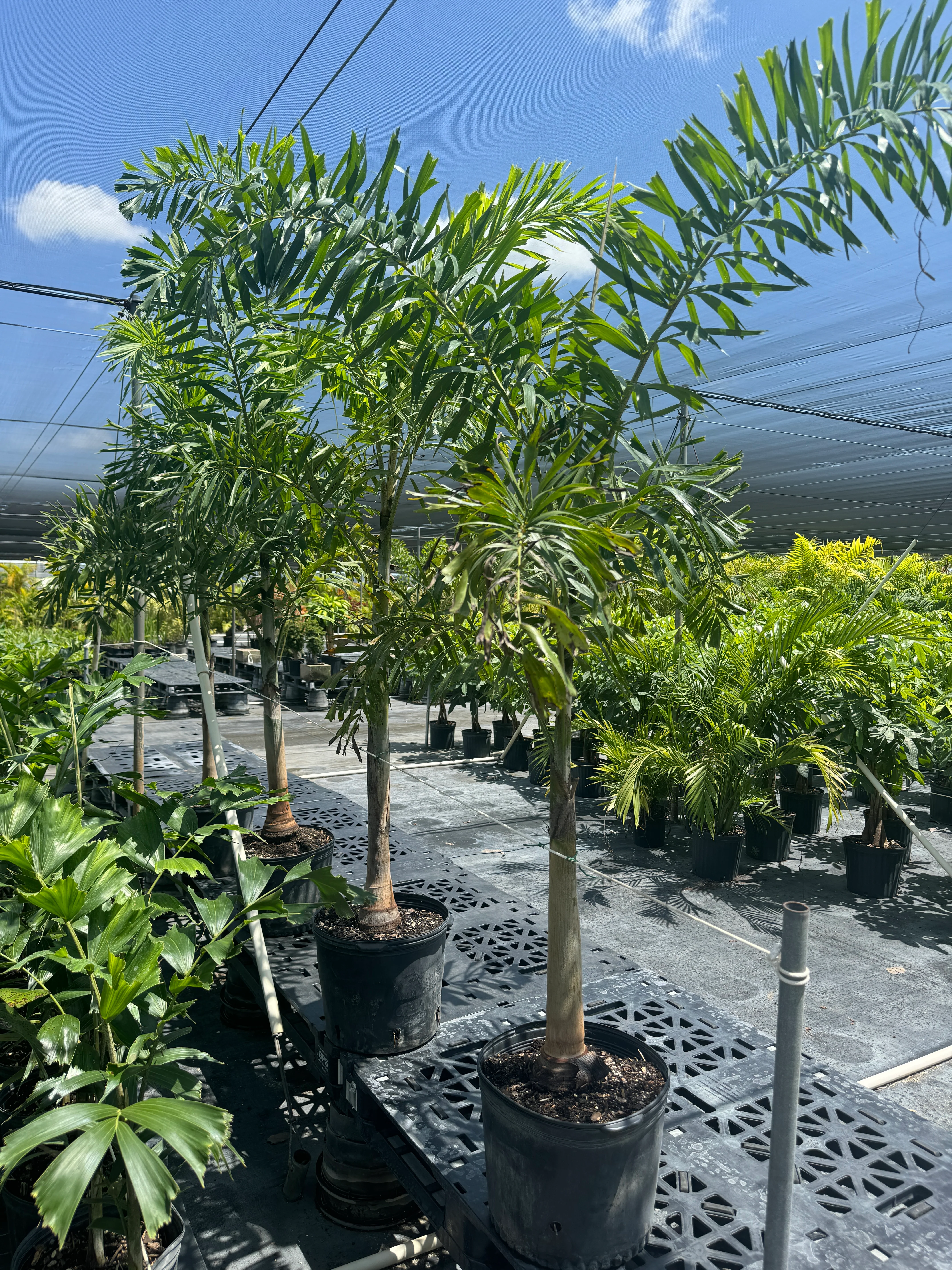 Foxtail Palm Single, Wodyetia bifurcata - Image 6