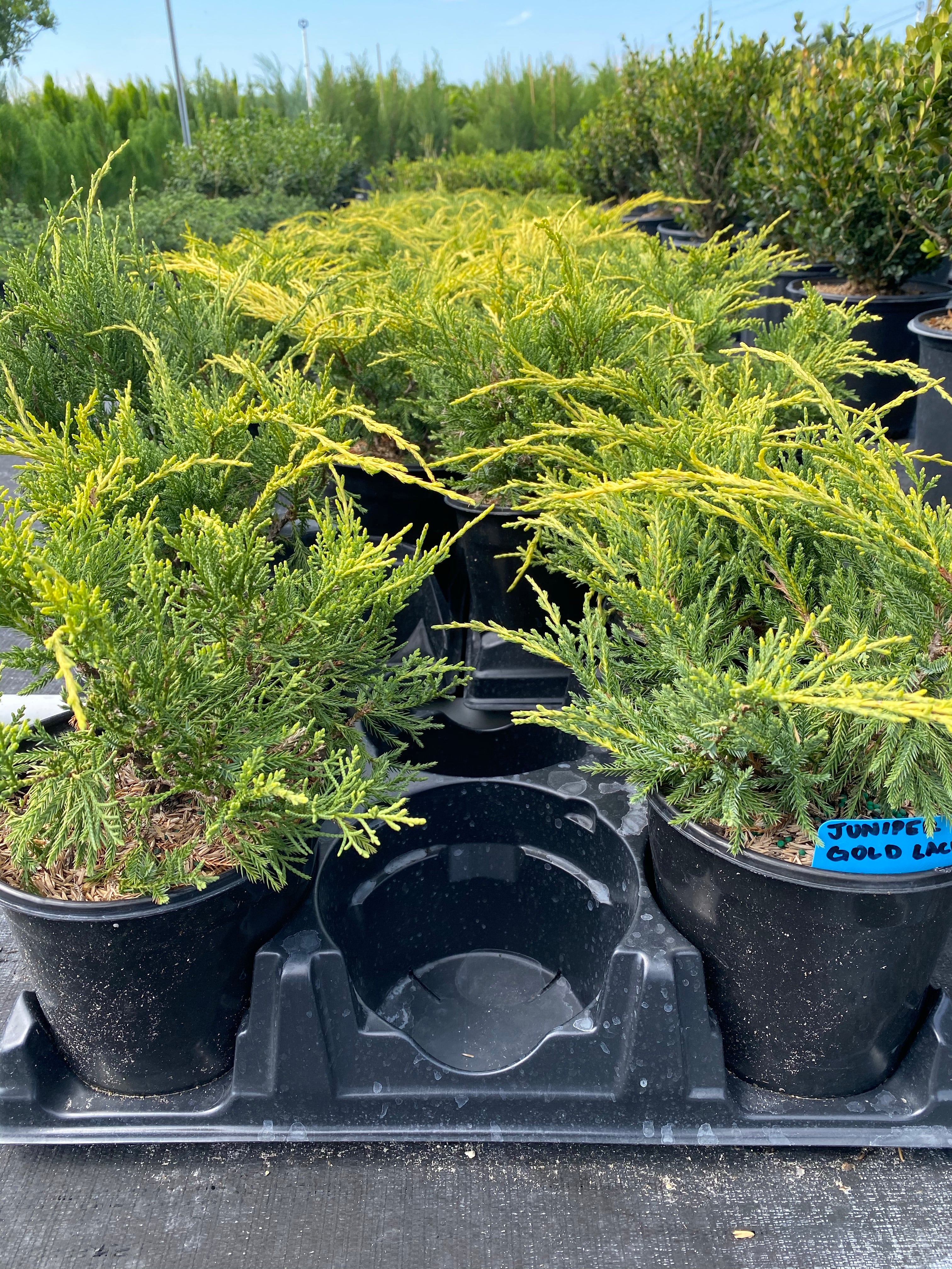 Gold Lace Juniper Shrub - Image 3