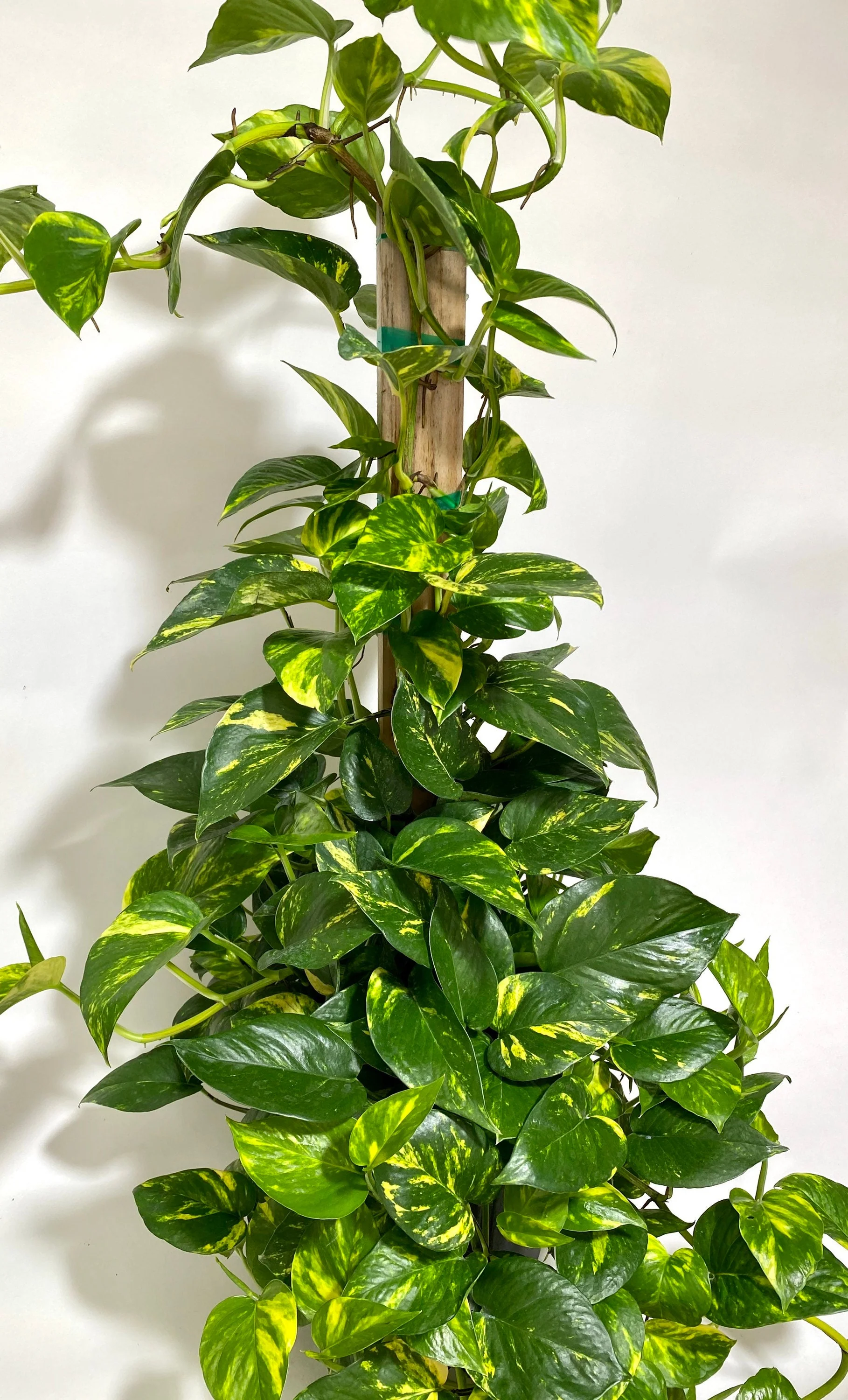 Golden Pothos in Trellis, Epipremnum Aureum - Image 7