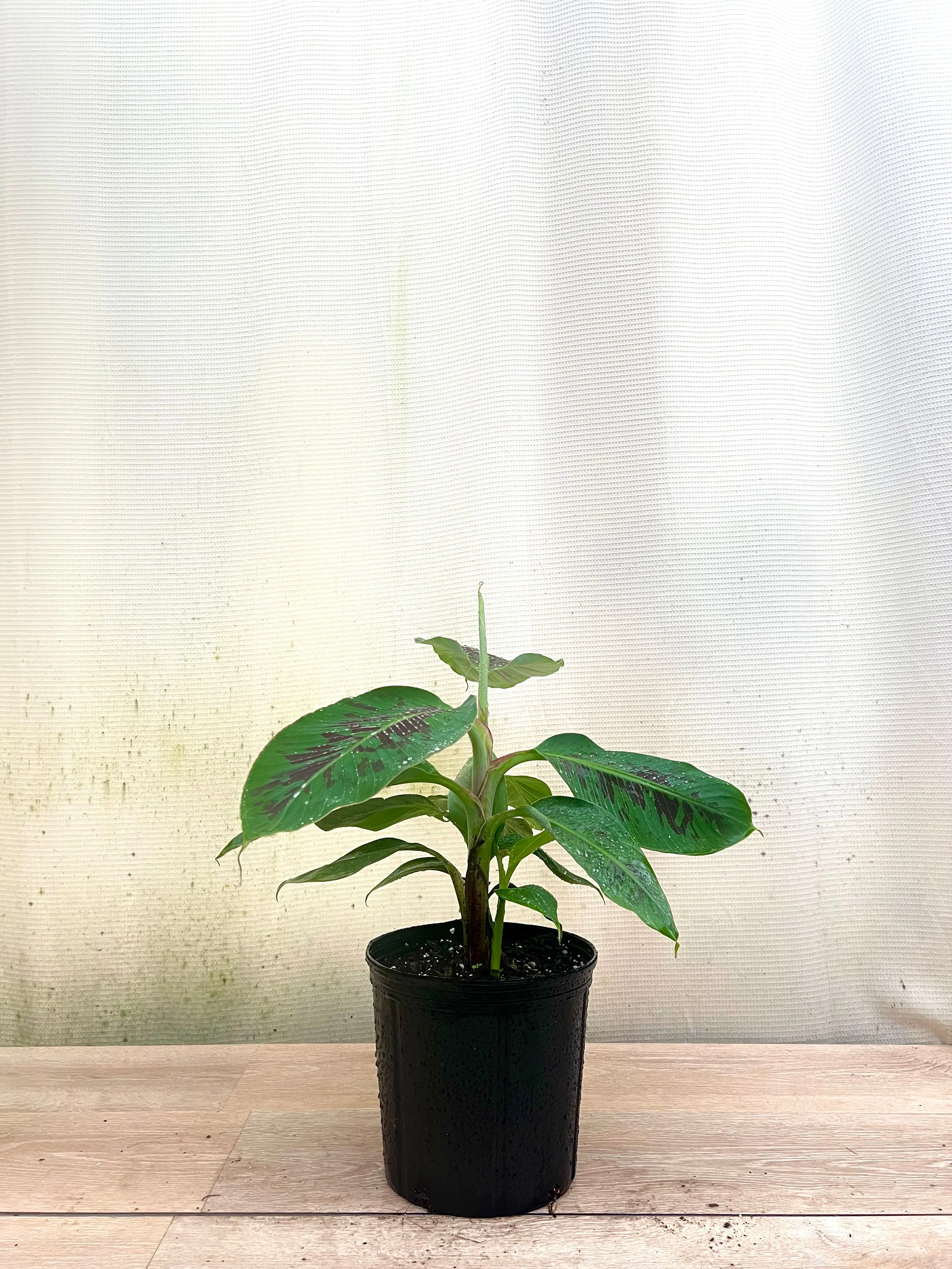 Gold Finger Banana Fruit Tree - Image 4