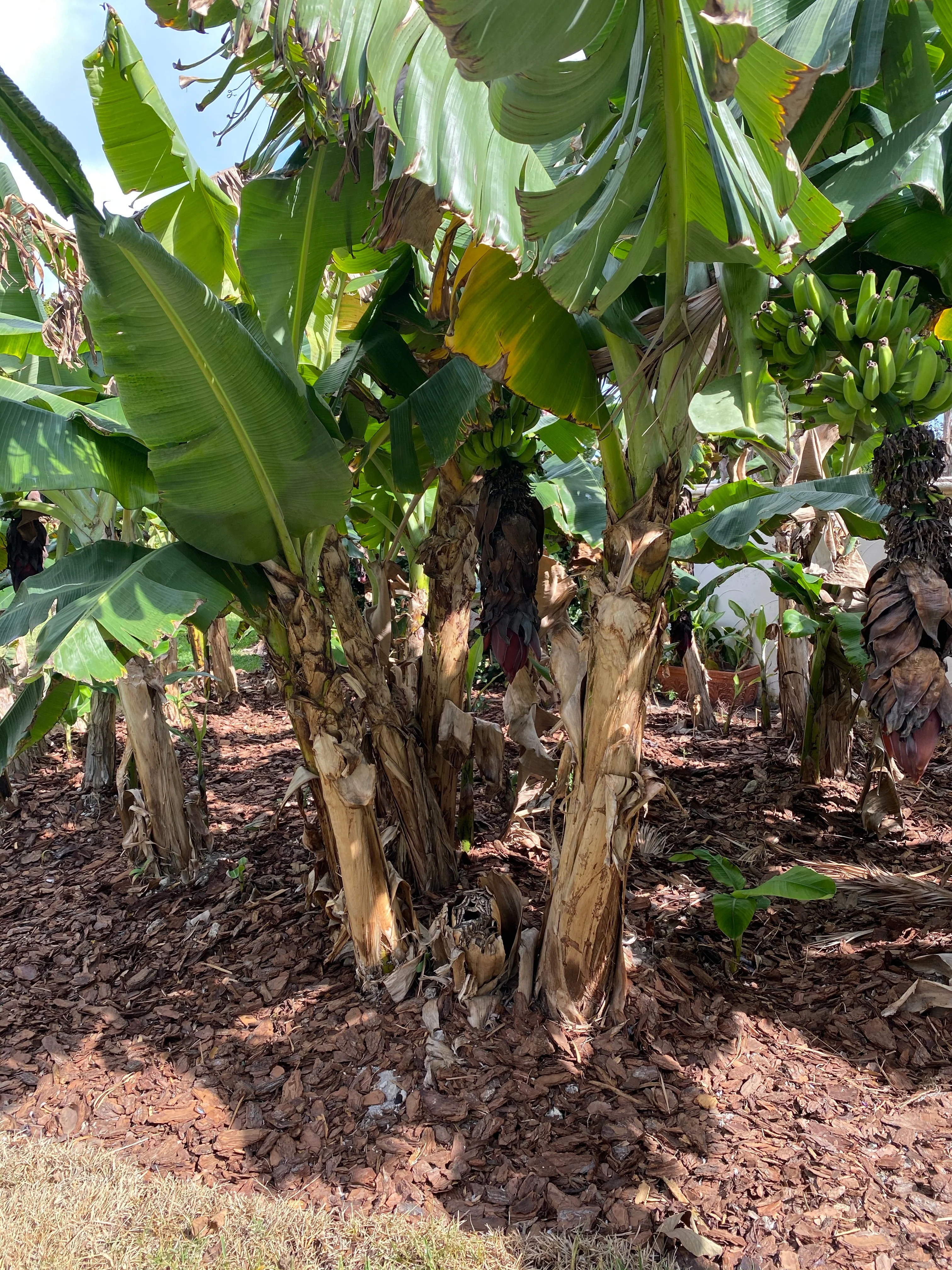 Gold Finger Banana Fruit Tree - Image 6