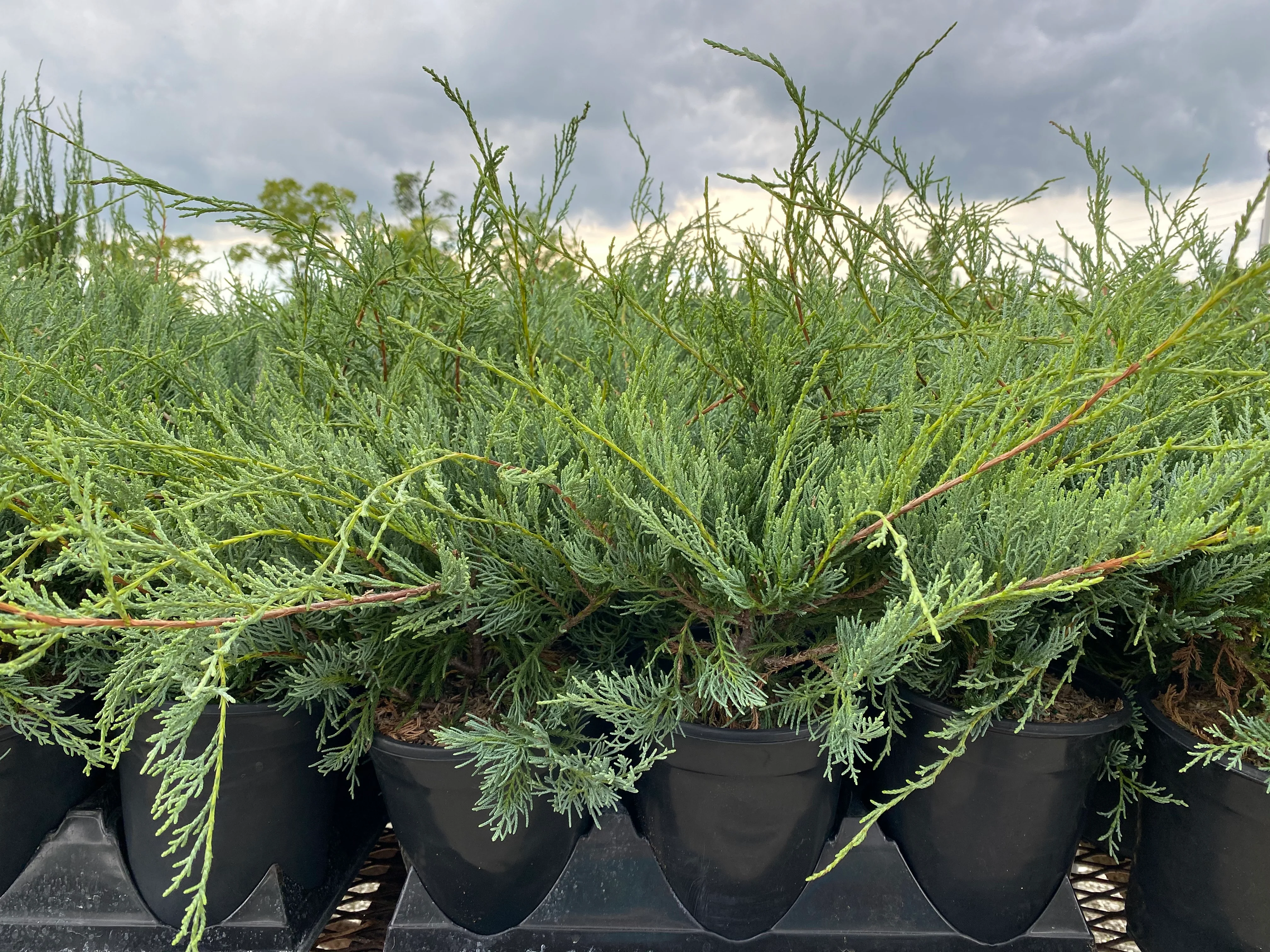 Grey Owl Juniper Shrub - Image 4