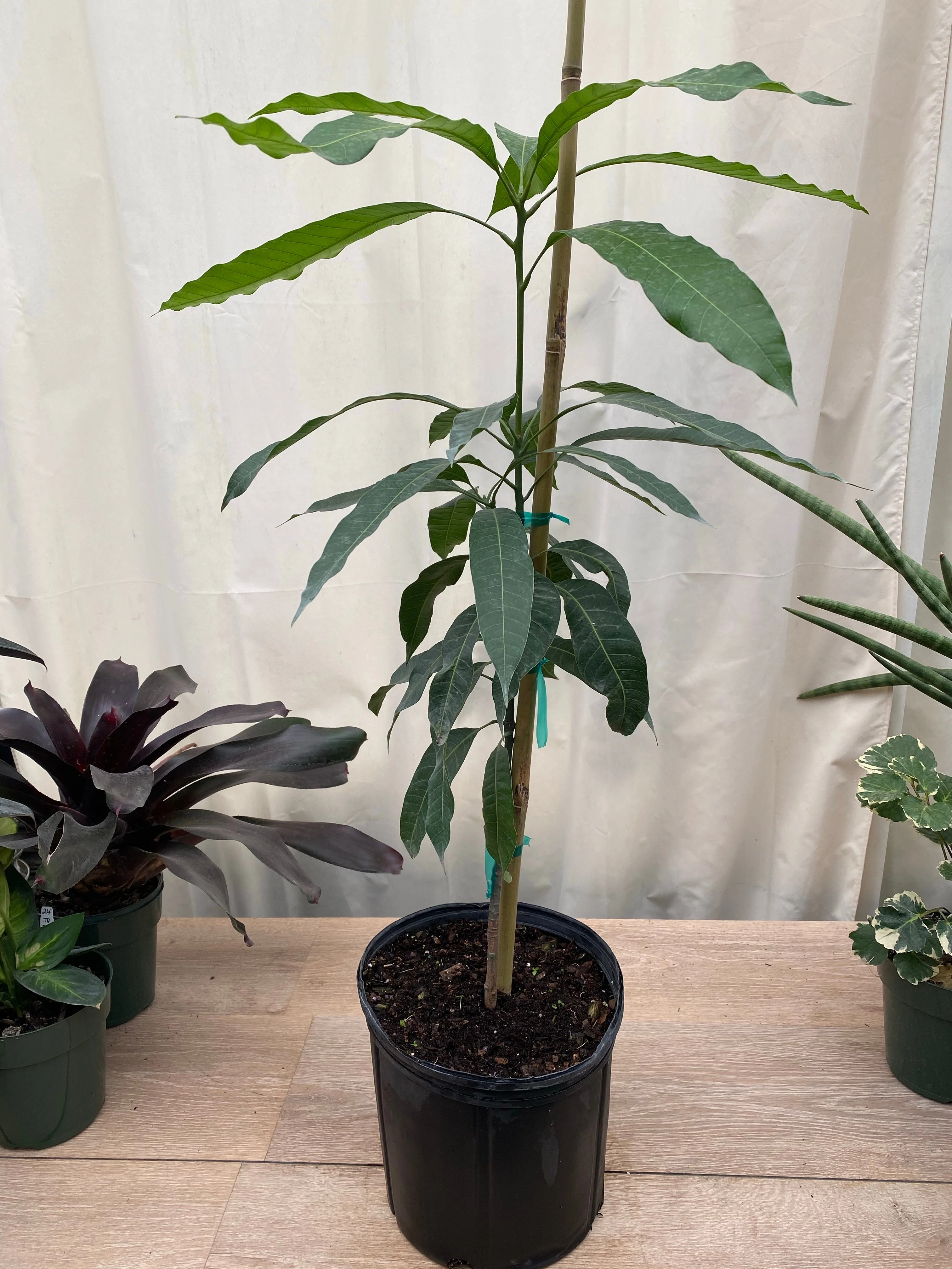 Haden Mango Fruit Tree, Mangifera indica - Image 2