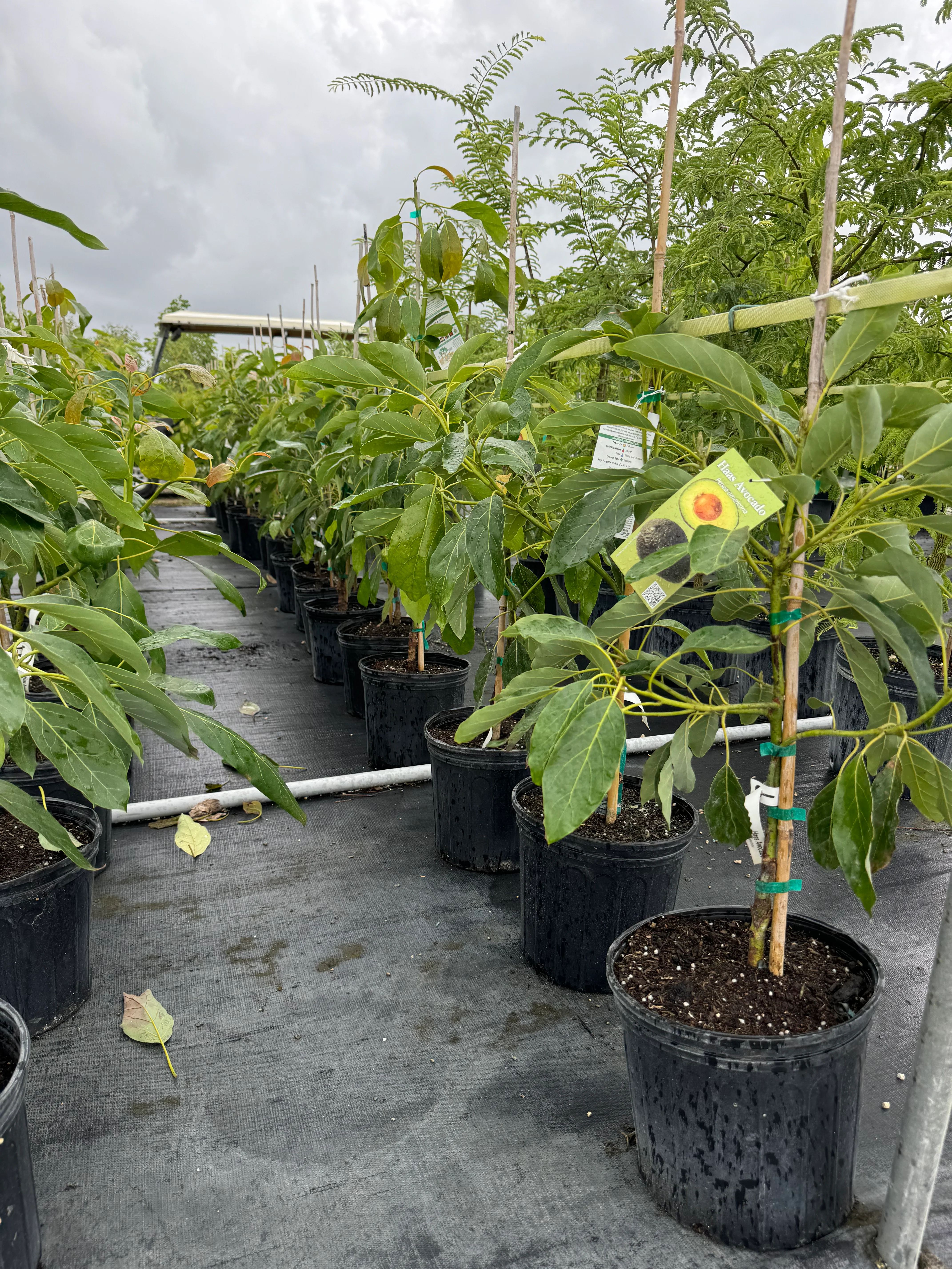 Hass Avocado Fruit Tree Cold Hardy, Persea Americana - Image 3