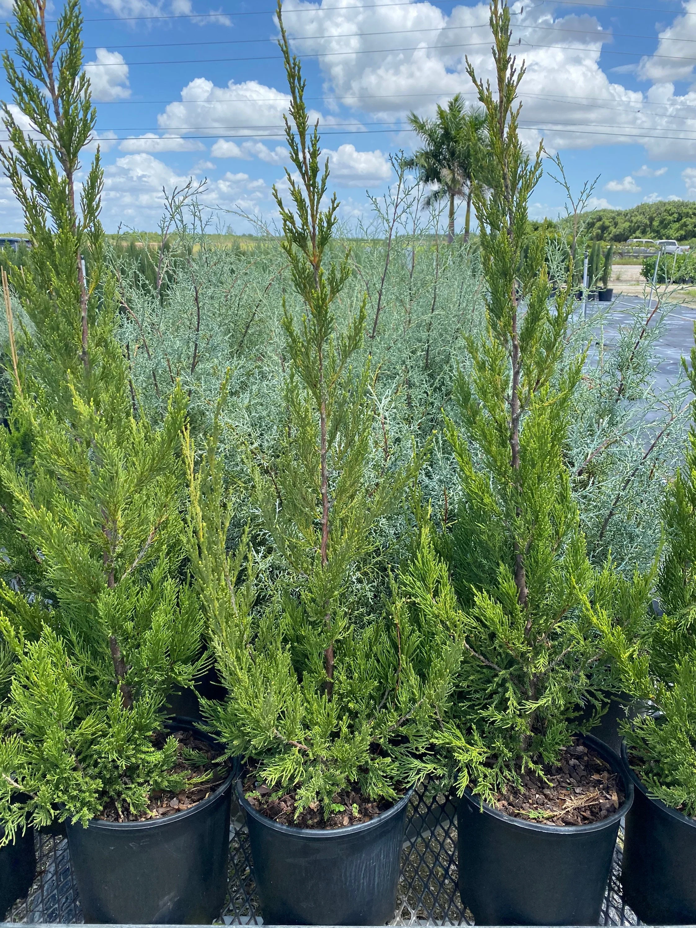 Hetzii Green Columnar Juniper - Image 4