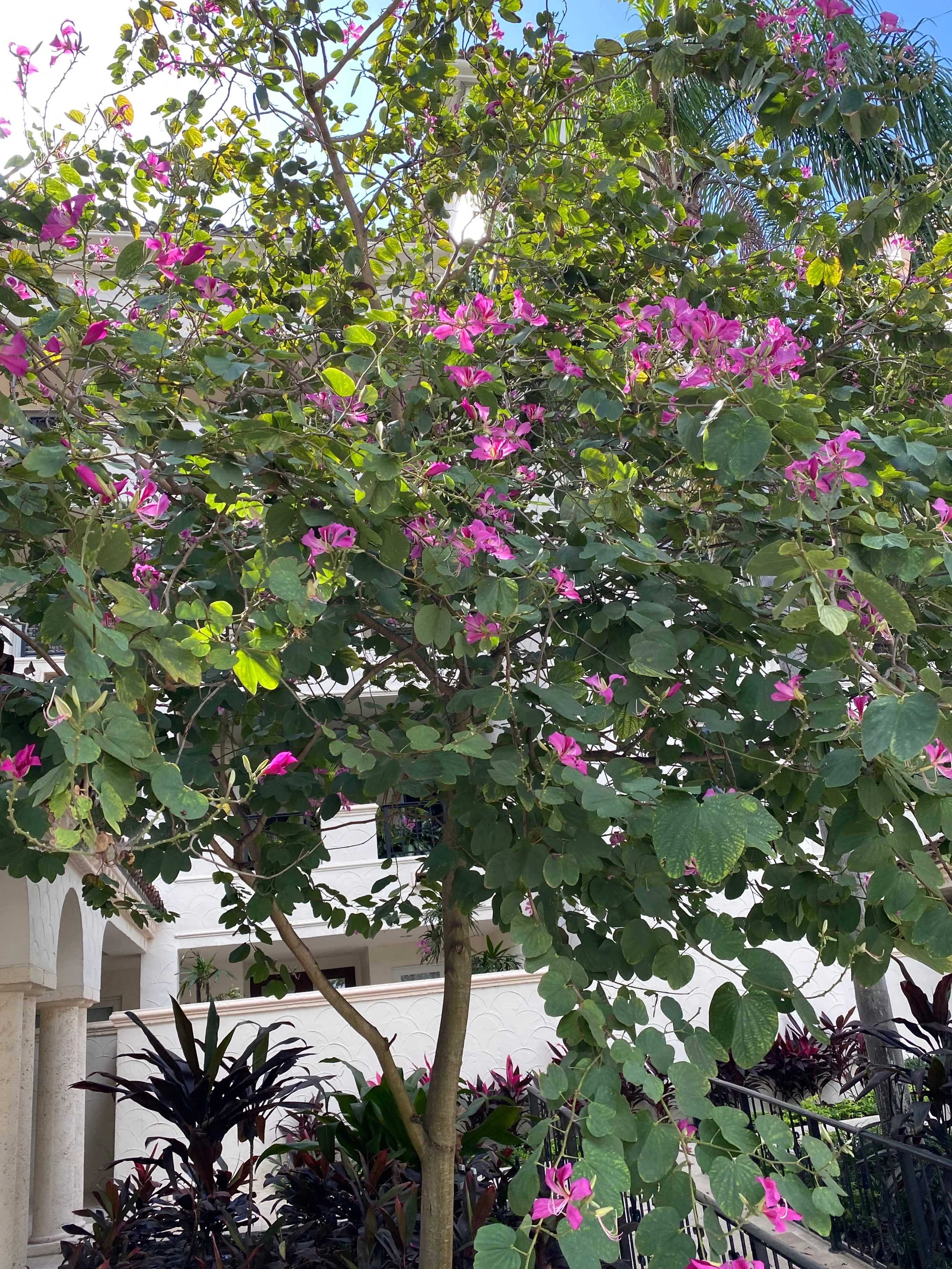 Hong Kong Orchid, Bauhinia x Blakeana Pink-Purple - Image 9