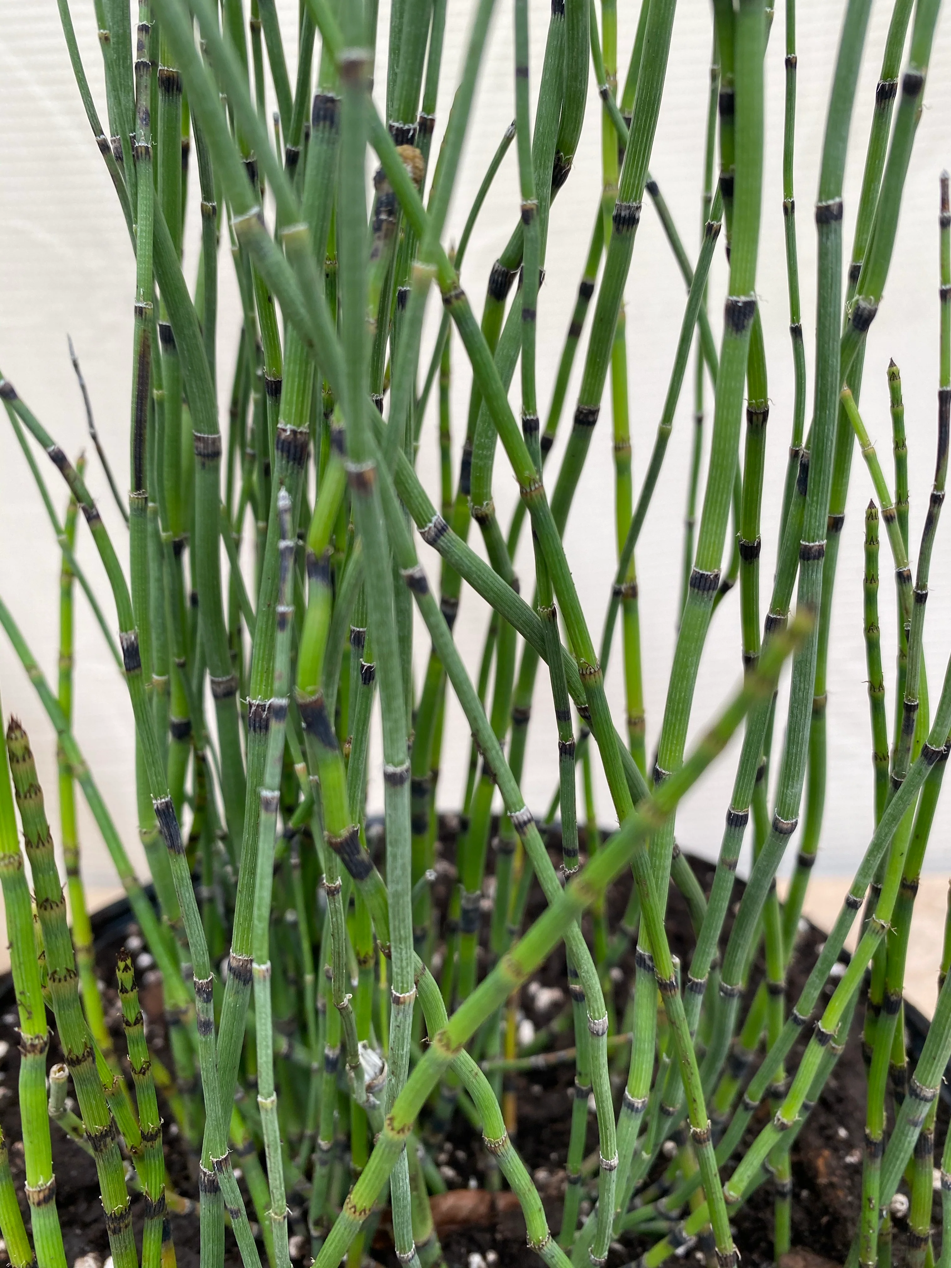 Horsetail Reed Grass, Equisetum Hyemale - Image 3