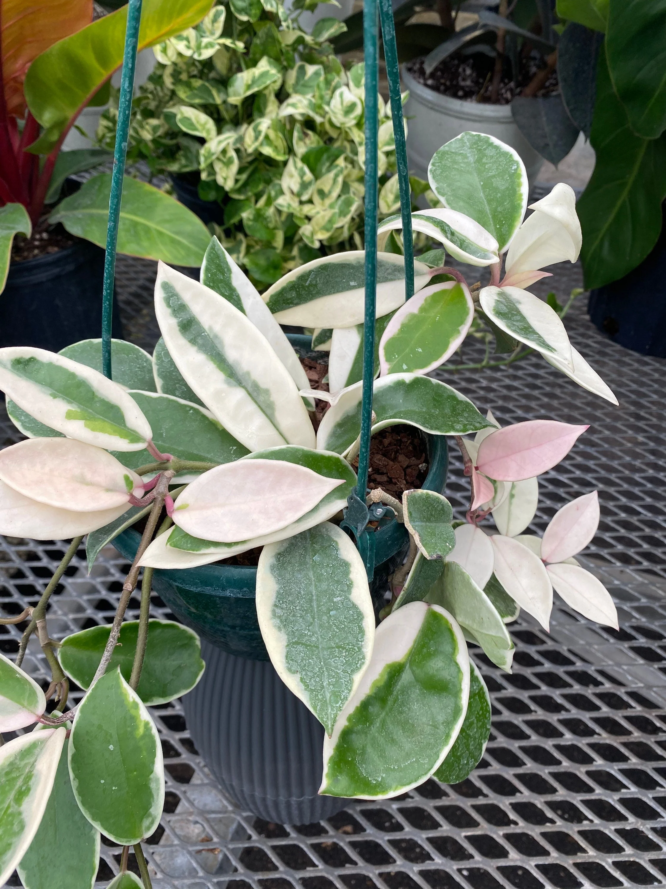 Hoya Krimson Queen in Hanging Basket, Hoya Carnosa Variegated - Image 2