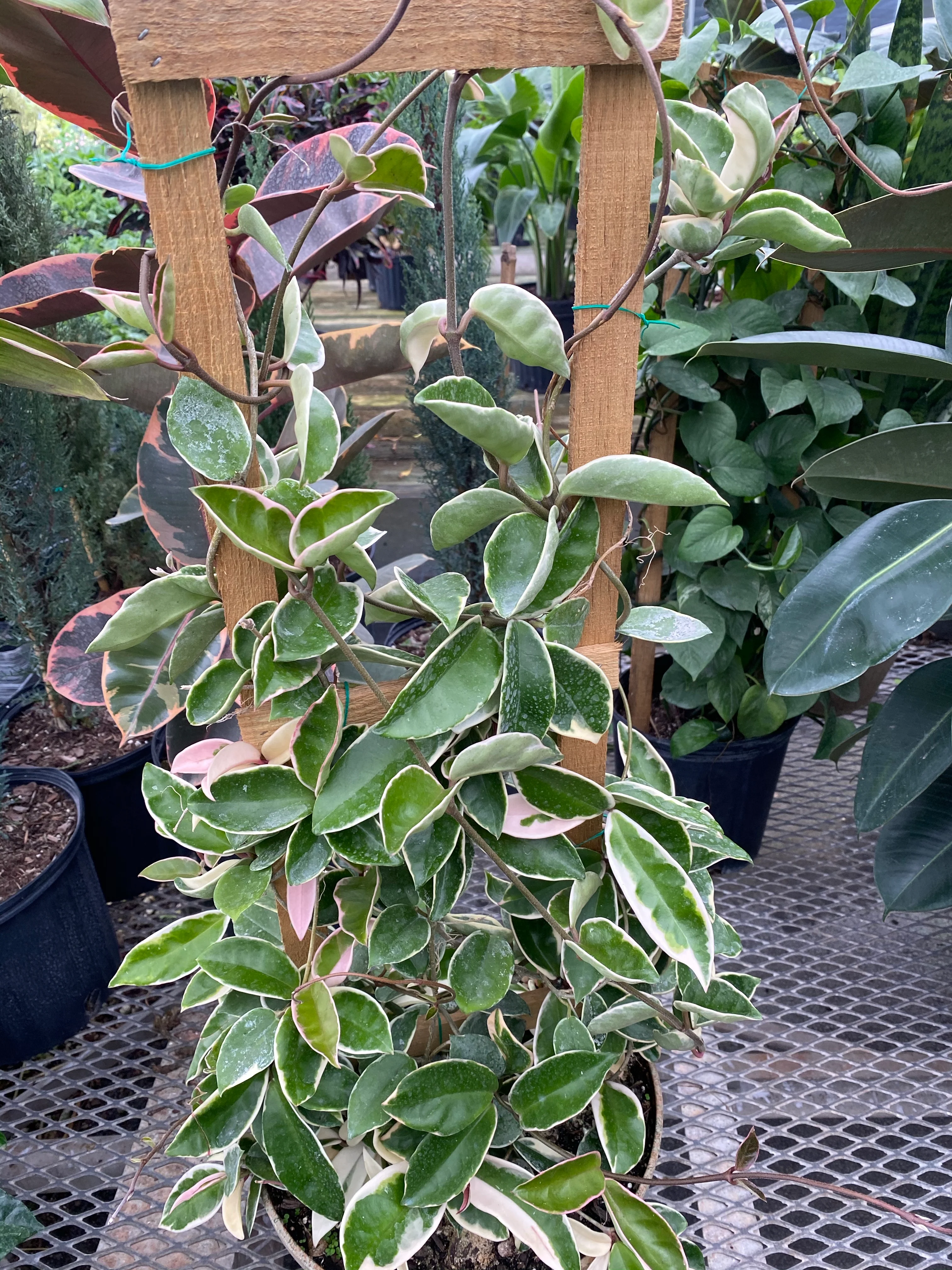Hoya Krimson Queen in Trellis, Hoya Carnosa Variegated - Image 3
