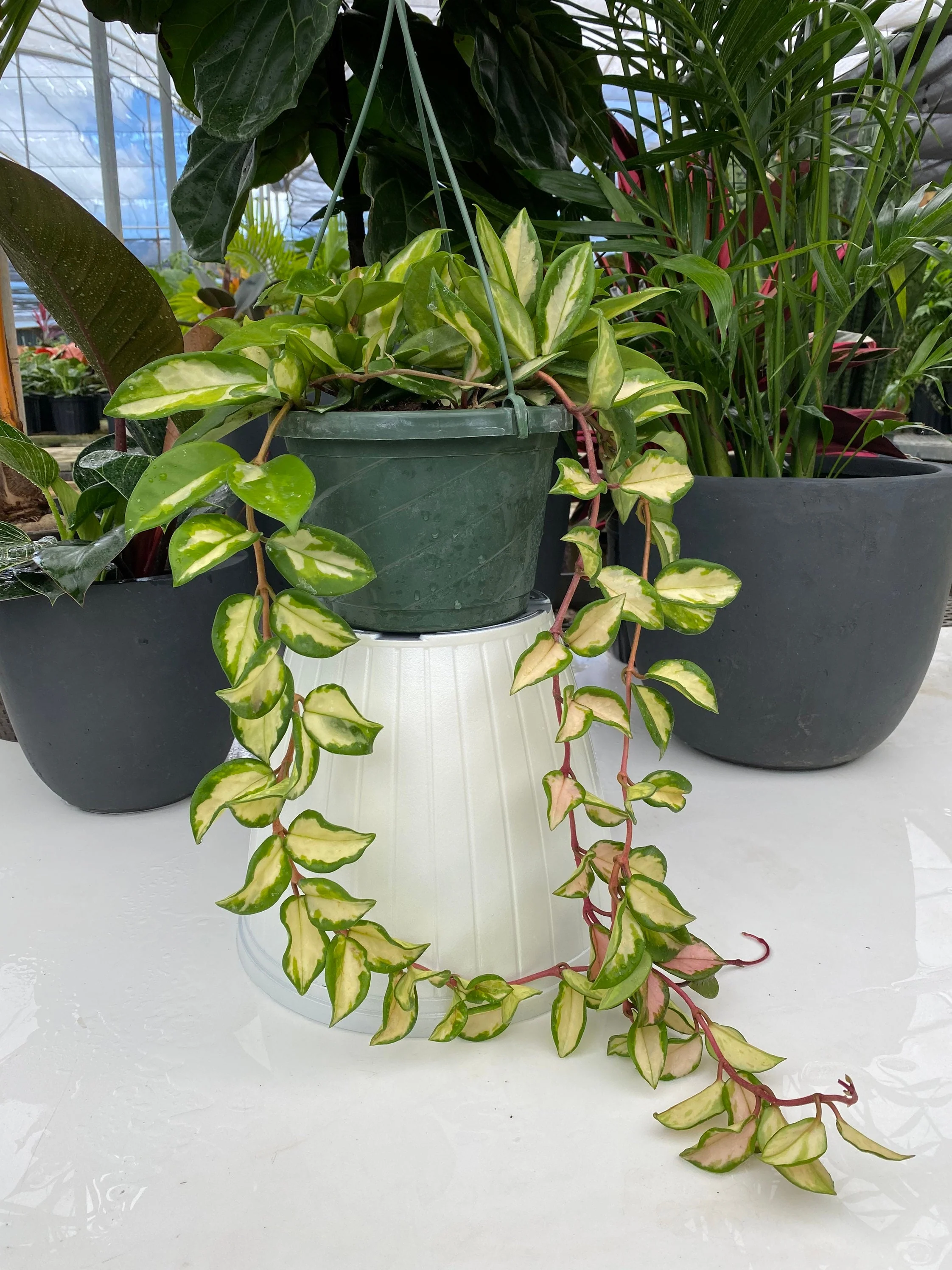 Hoya Tri-color Variegata in Hanging Basket, - Image 5