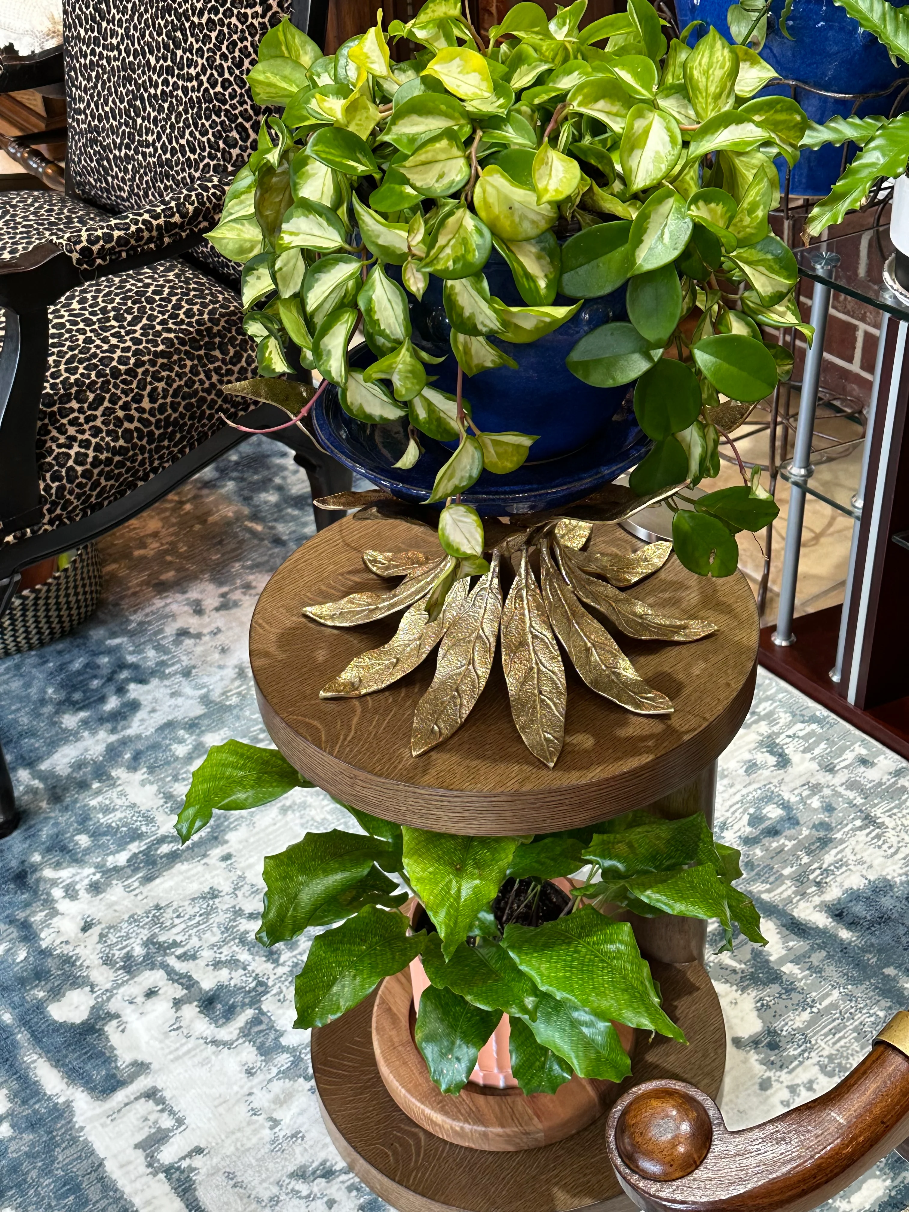 Hoya Tri-color Variegata in Hanging Basket, - Image 6