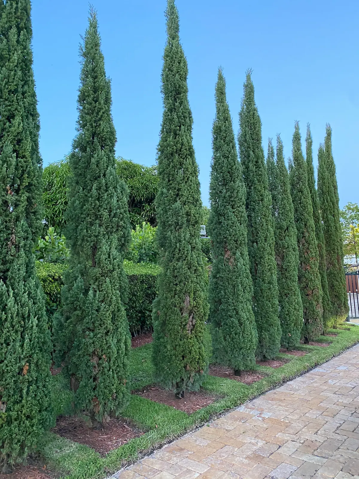 Italian Cypress, Mediterranean Cypress - Image 3