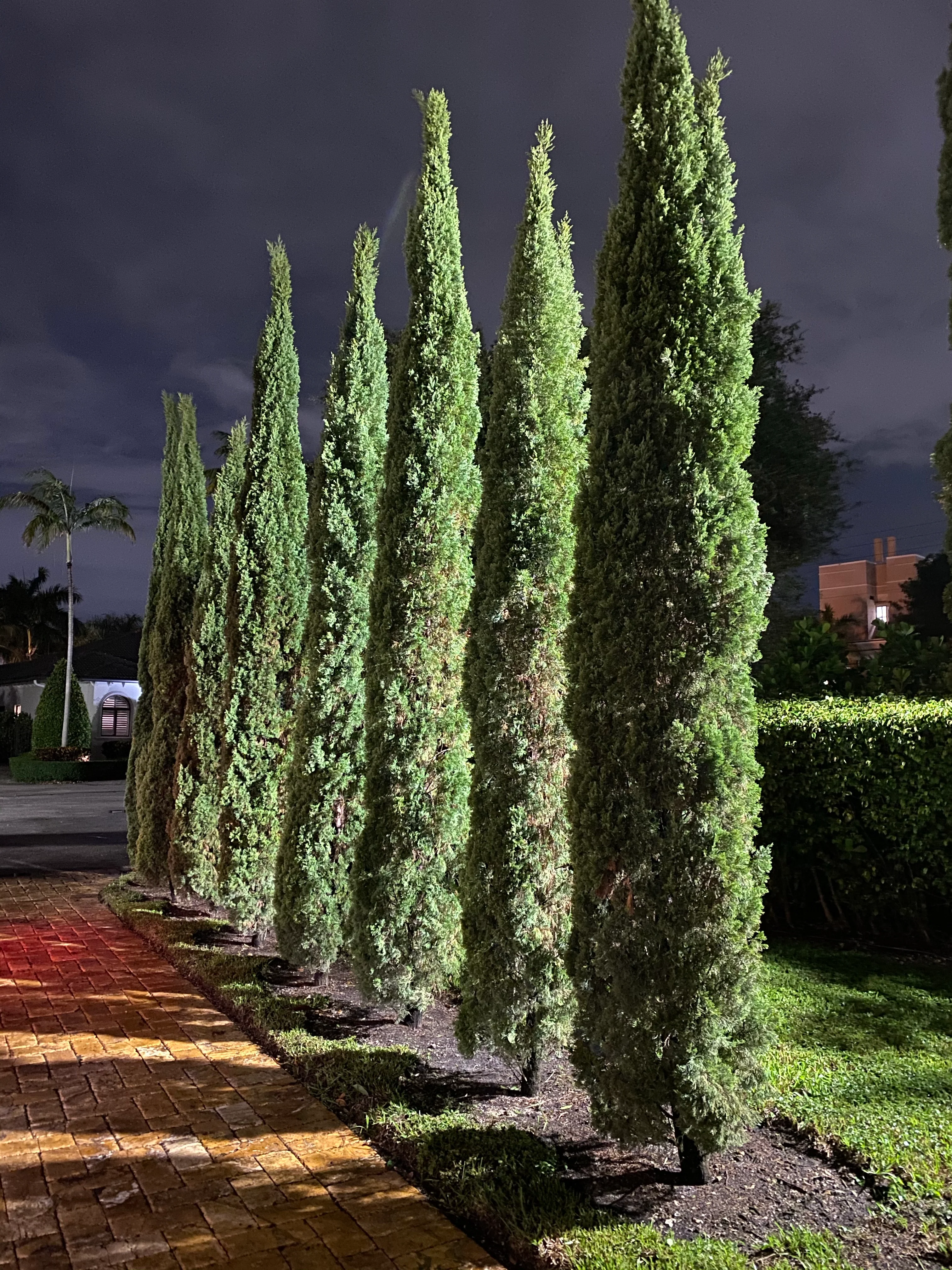 Italian Cypress, Mediterranean Cypress - Image 4