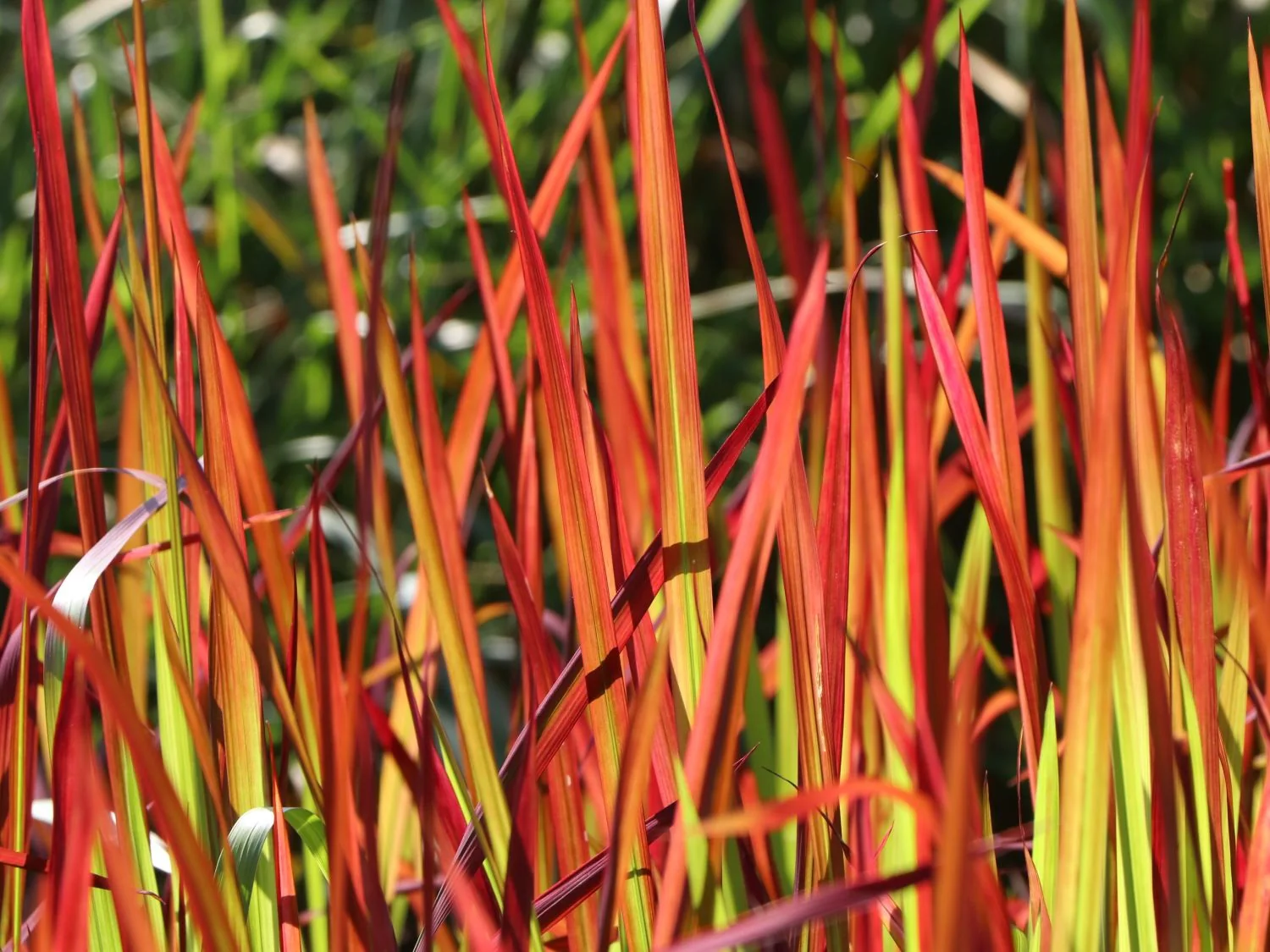 Japanese Blood Grass 'red baron' - Image 7