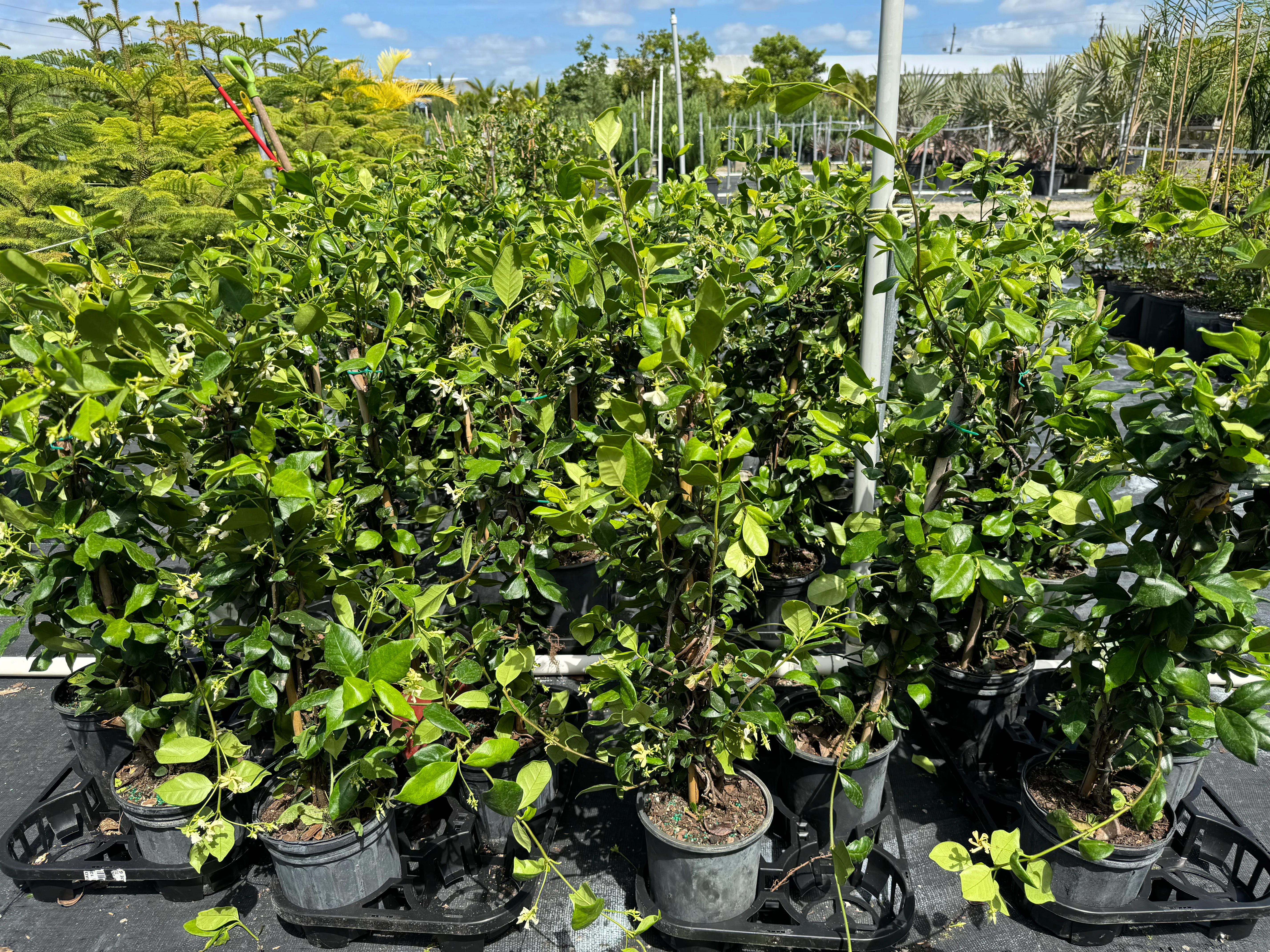 Jasmine Confederate, Vining Plant in Trellis - Image 3