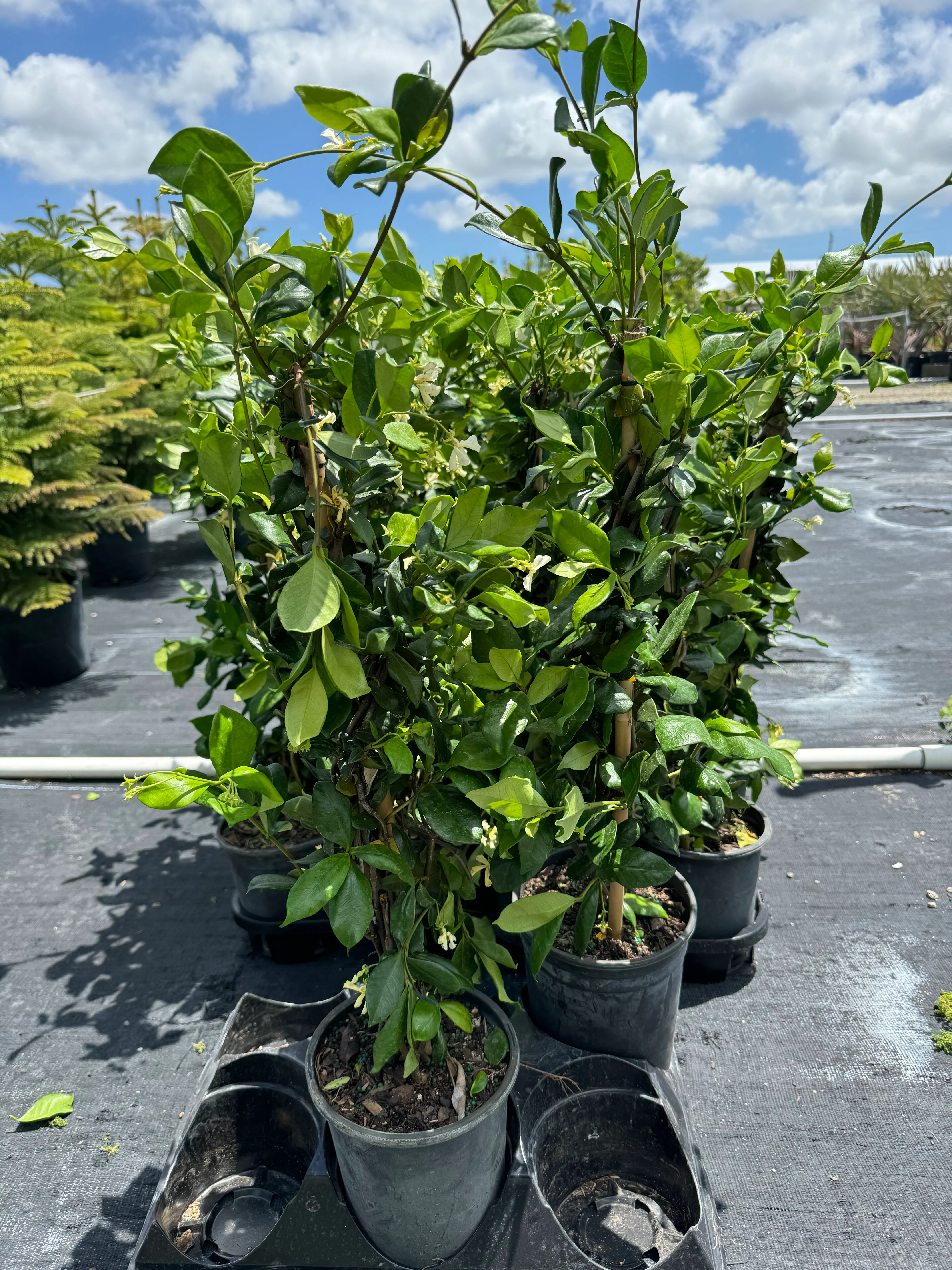 Jasmine Confederate, Vining Plant in Trellis - Image 4
