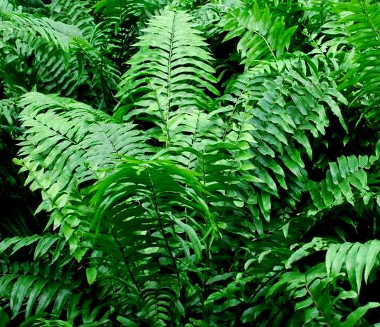 Kangaroo Fern, Wart Fern - Image 4