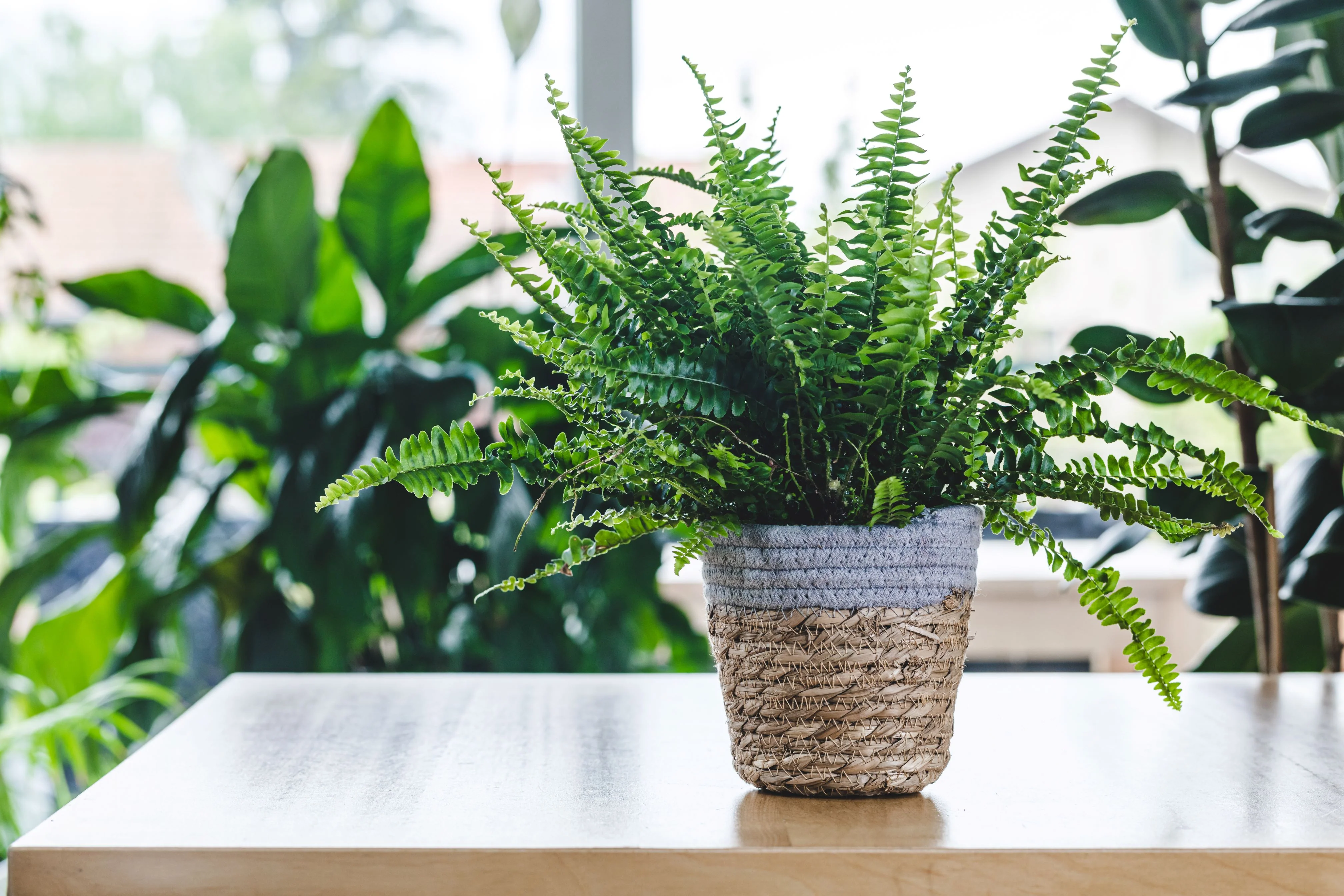 Kimberly Queen Fern - Image 2