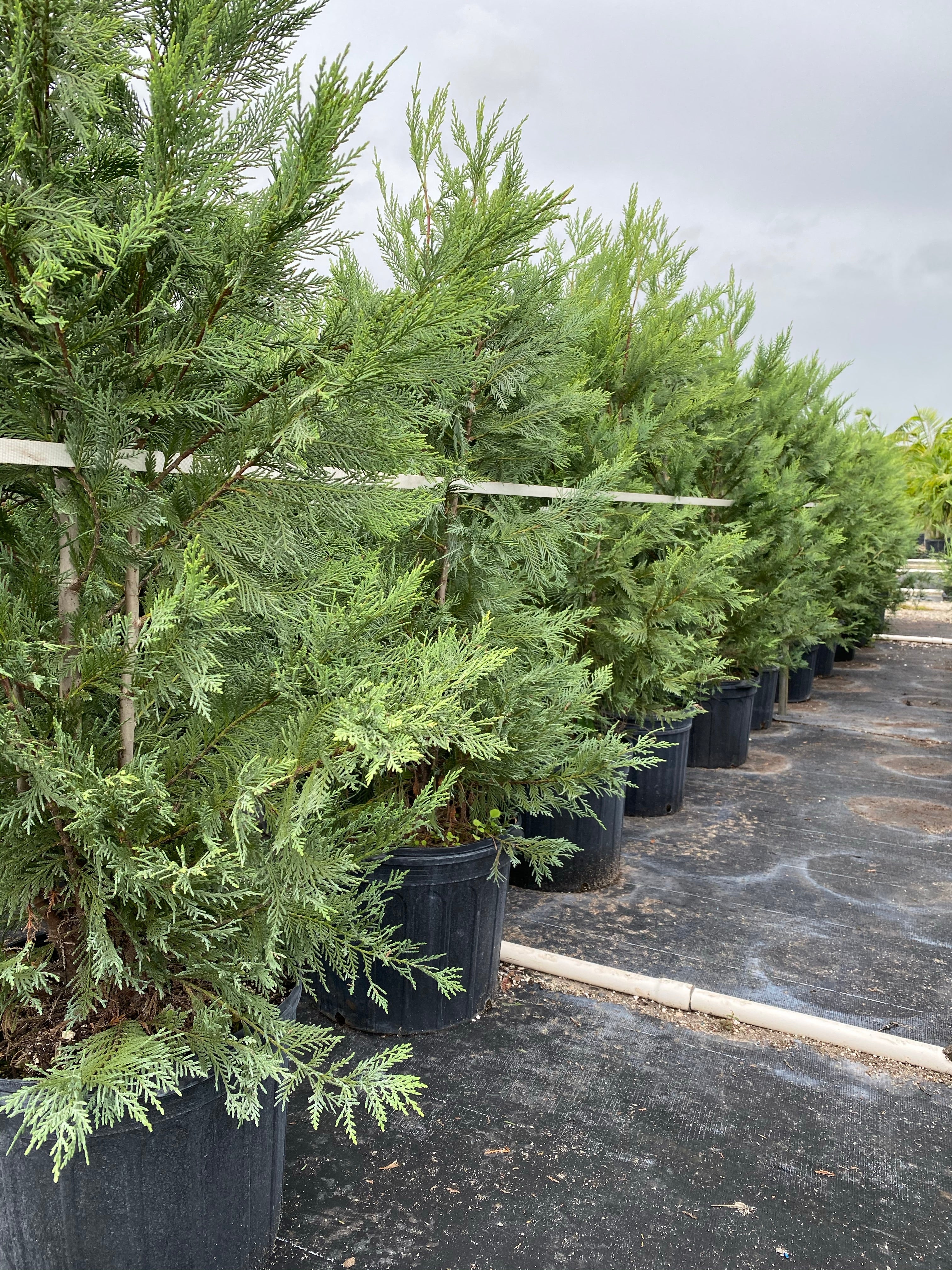 Leyland Cypress Fastest Growing Tree - Image 12