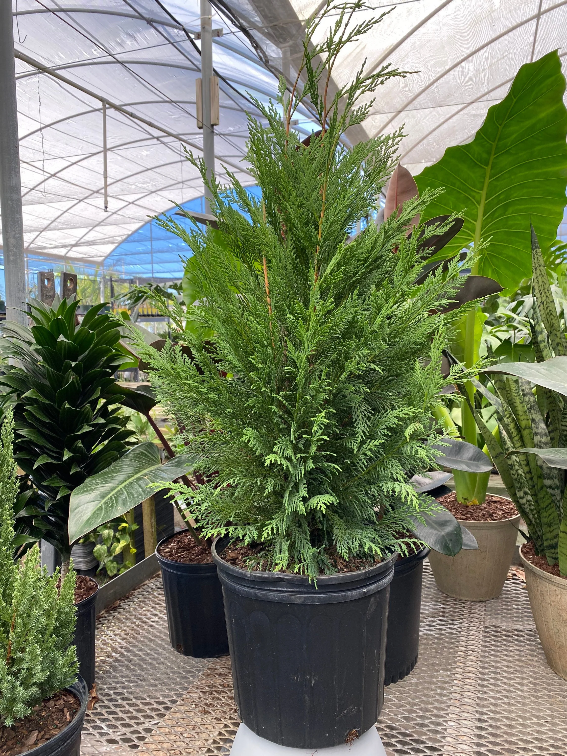 Leyland Cypress Fastest Growing Tree - Image 7