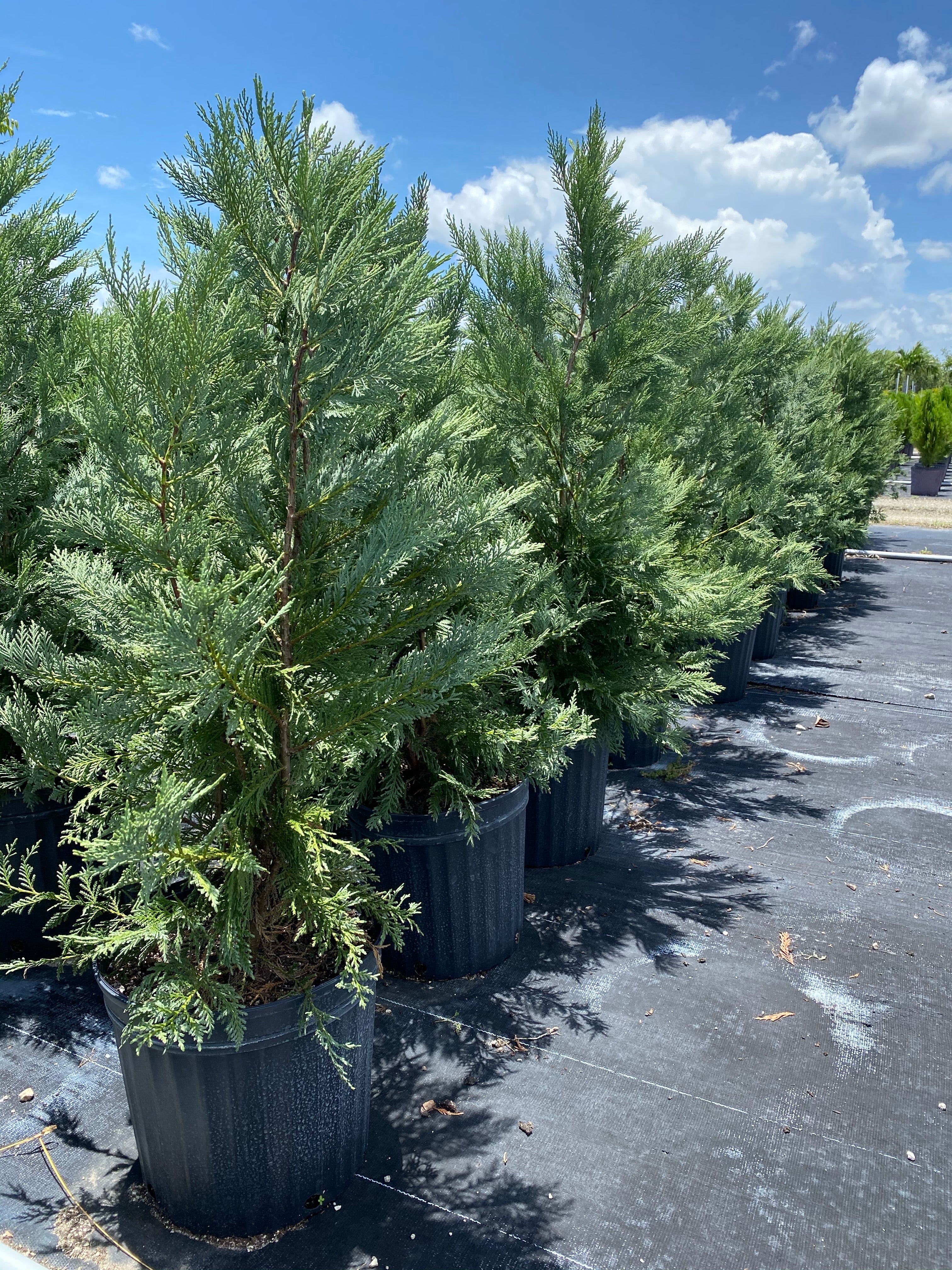 Leyland Cypress Fastest Growing Tree - Image 9