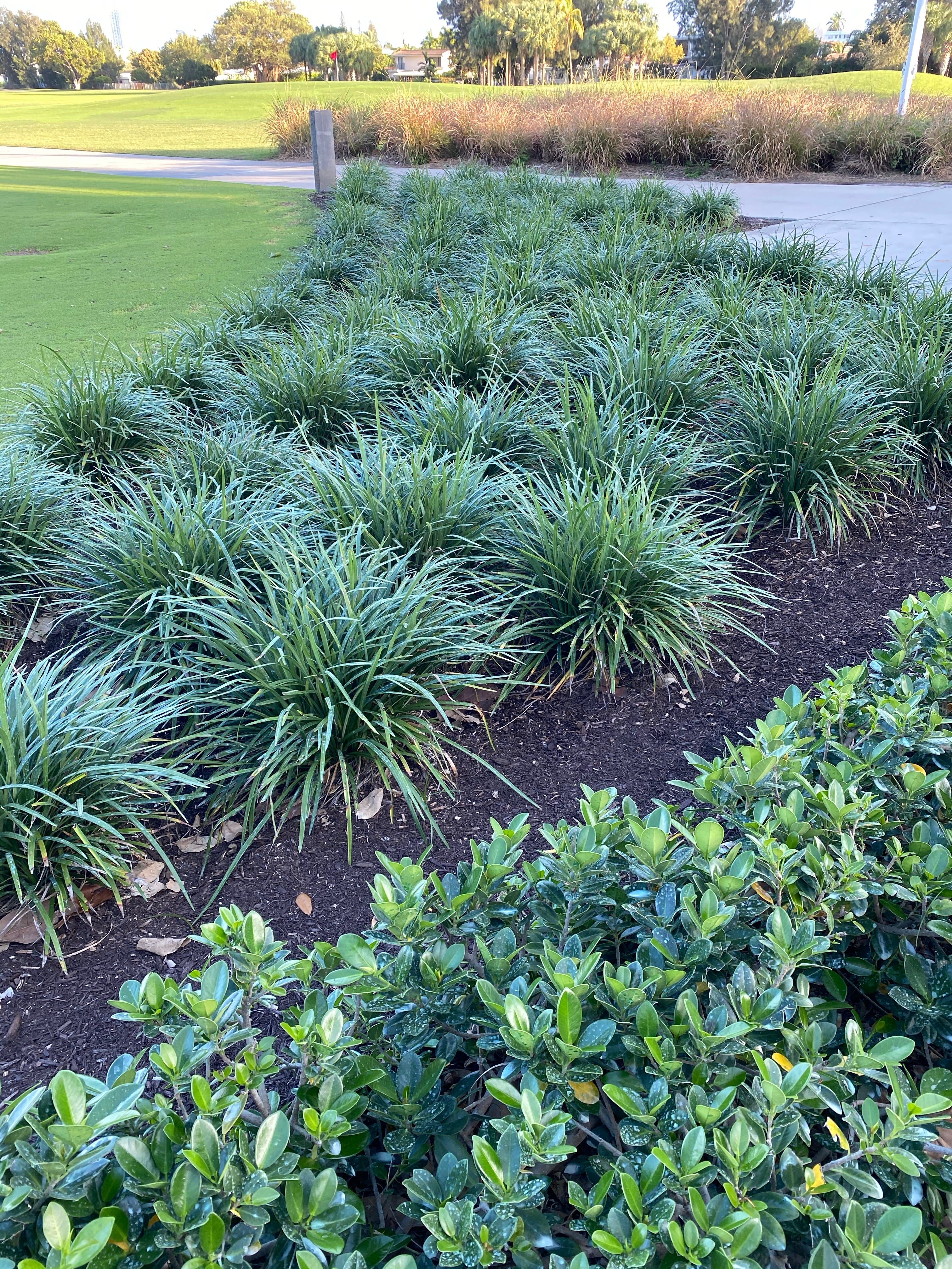 Liriope Muscari Super Blue Lilyturf, Monkey Grass - Image 3