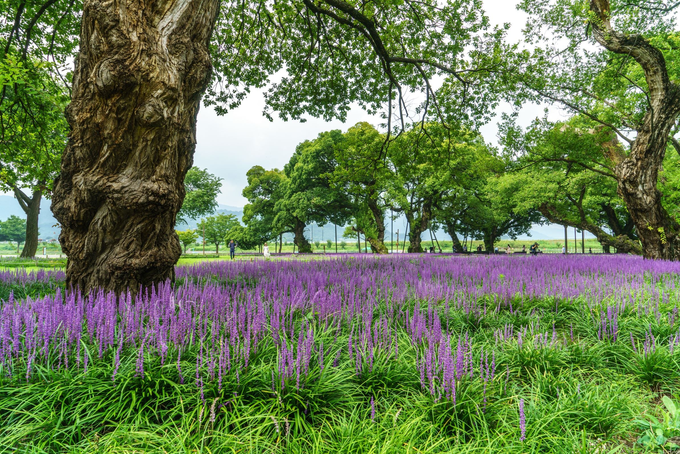 Liriope Muscari Super Blue Lilyturf, Monkey Grass - Image 6