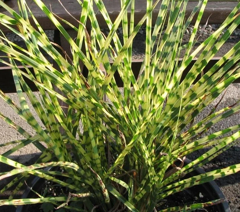 Little Zebra Miscanthus Compact Grass - Image 2