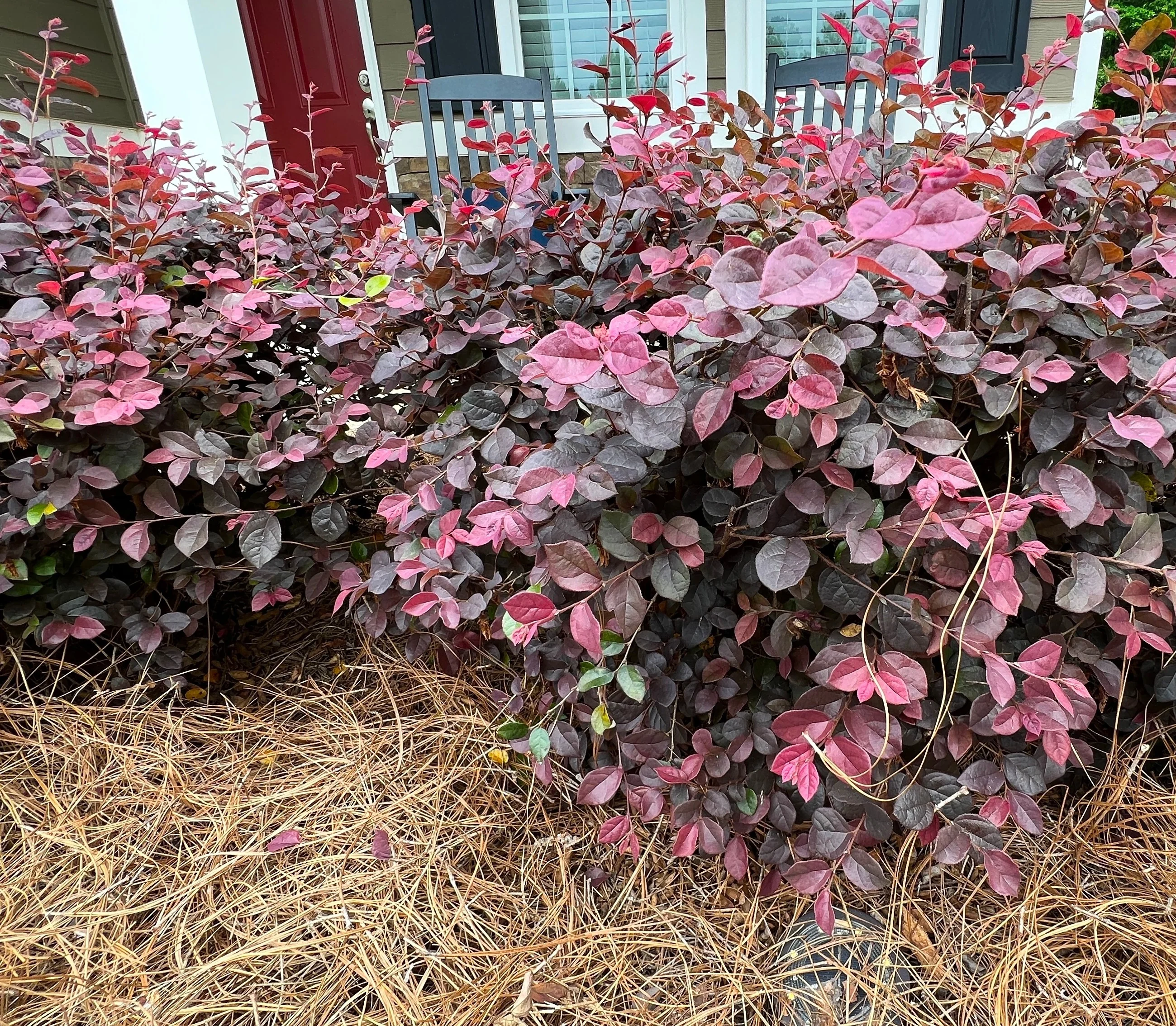 Loropetalum Ruby Chinense