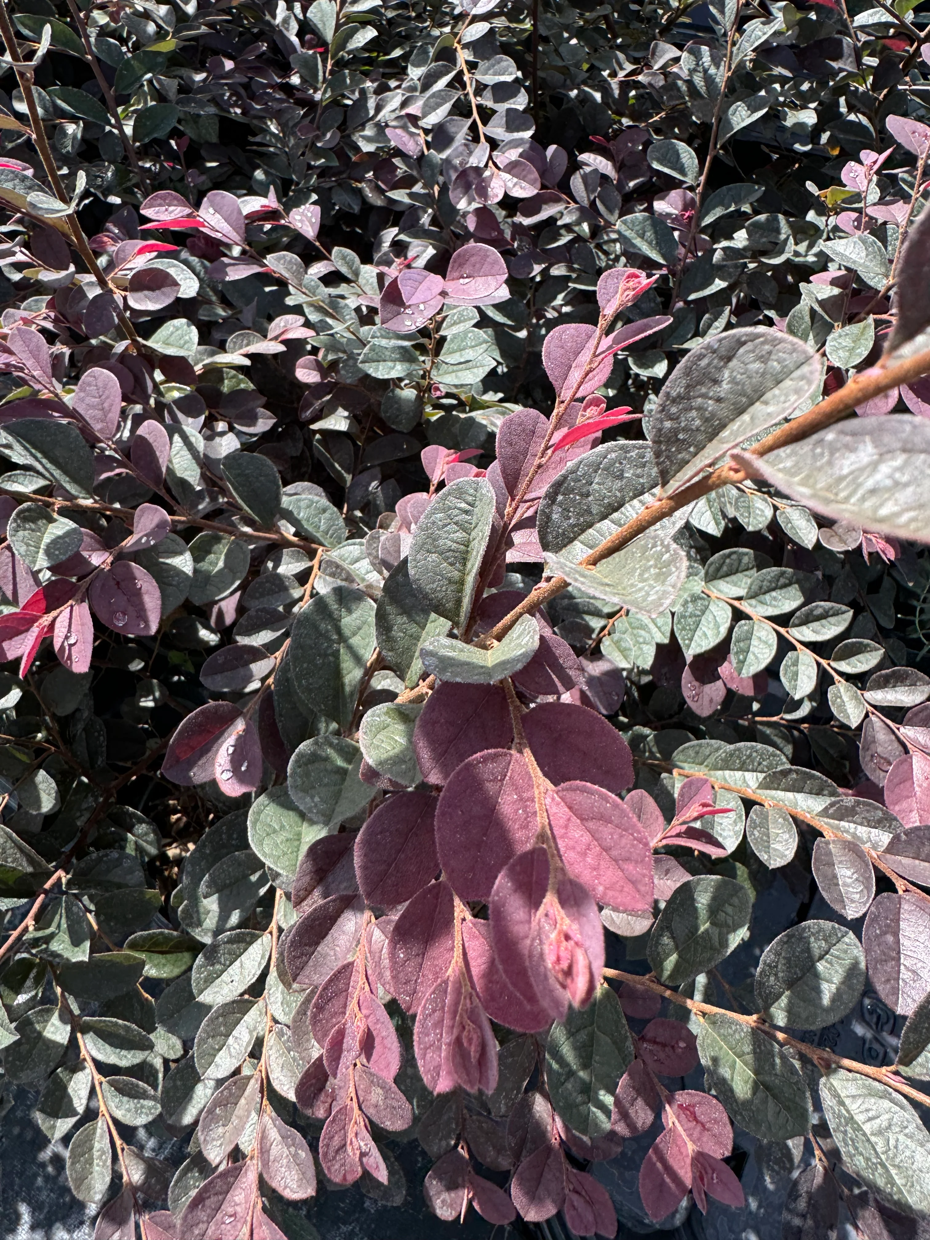 Loropetalum Ruby Chinense - Image 6