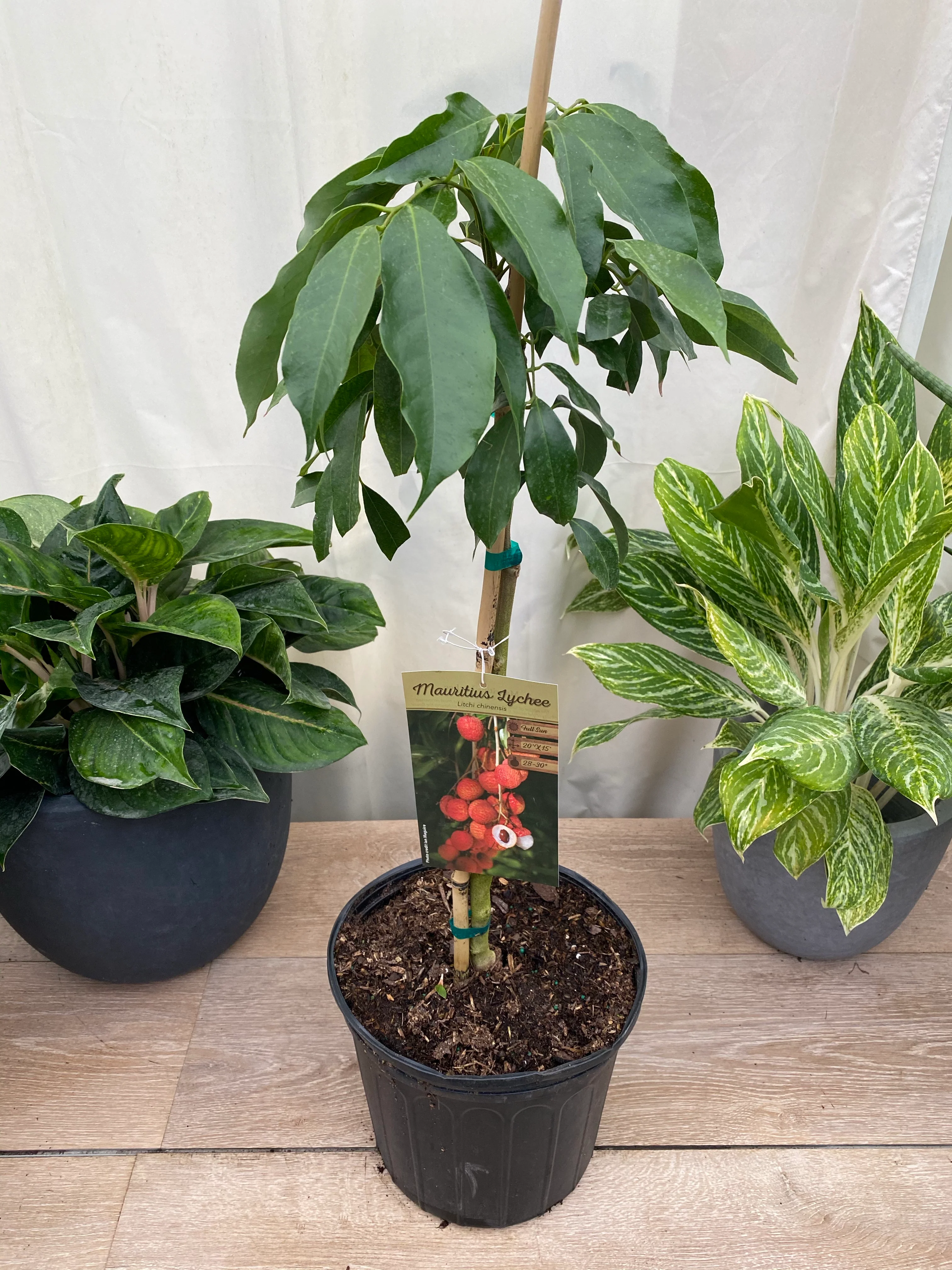 Lychee Mauritius Nut Tree, Litchi chinensis - Image 2