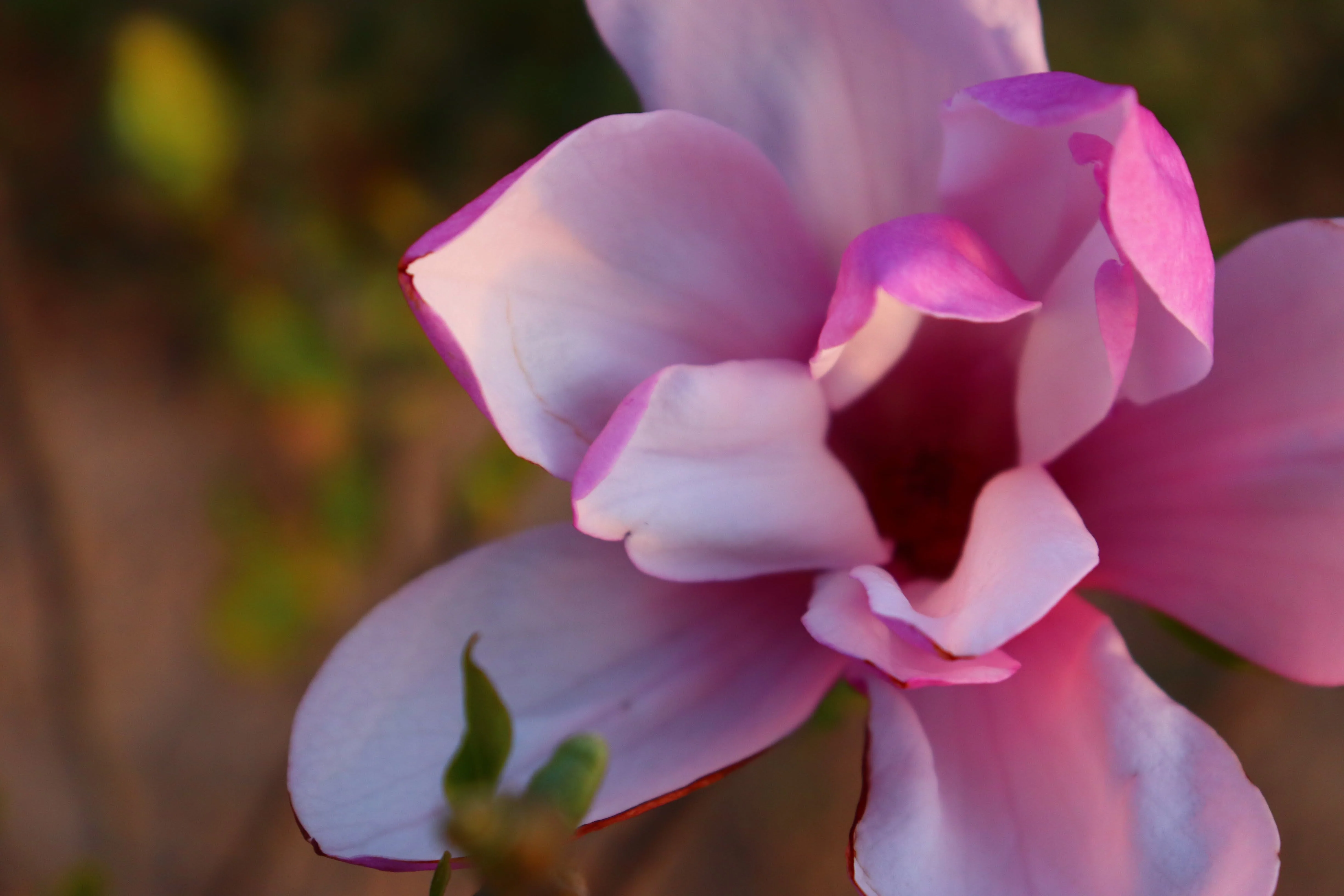 Magnolia Ann Pink Flowering Tree - Image 2