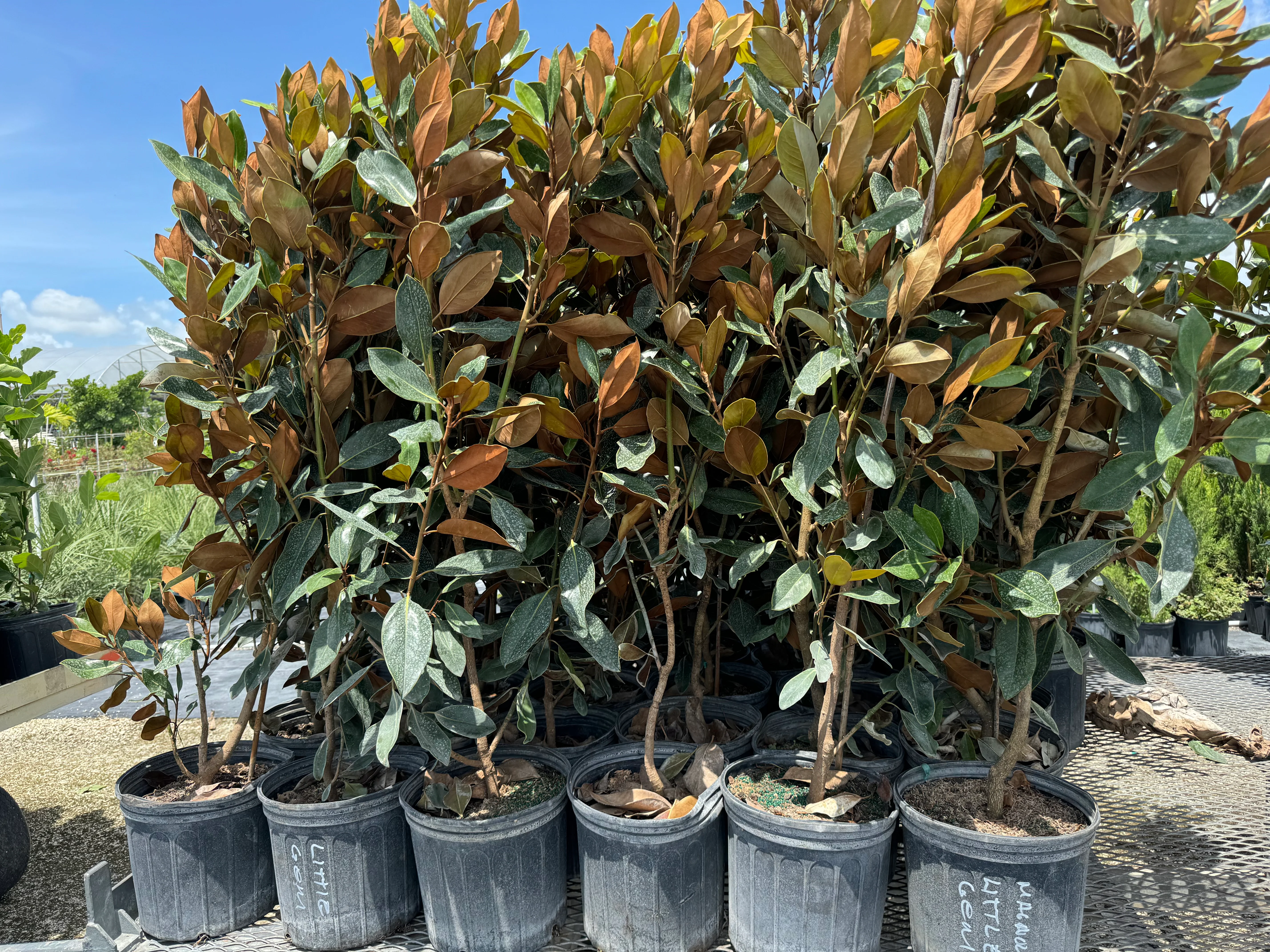 Magnolia Grandiflora Little Gem Flowering Tree - Image 4