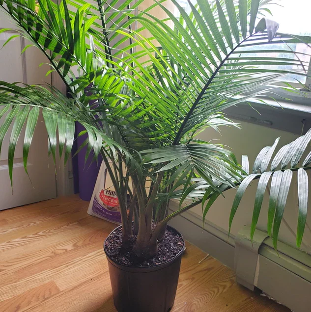 Majesty Palm, Ravenea Rivularis Live Indoor Plant - Image 9
