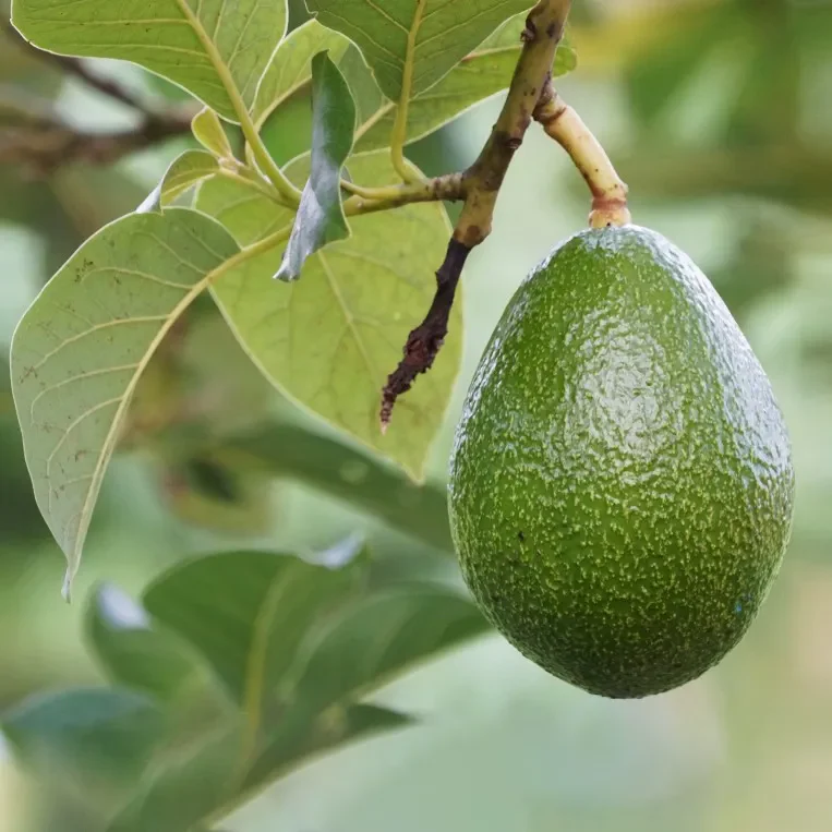 Mexicola Avocado Fruit Tree Cold Hardy, Persea Americana - Image 3